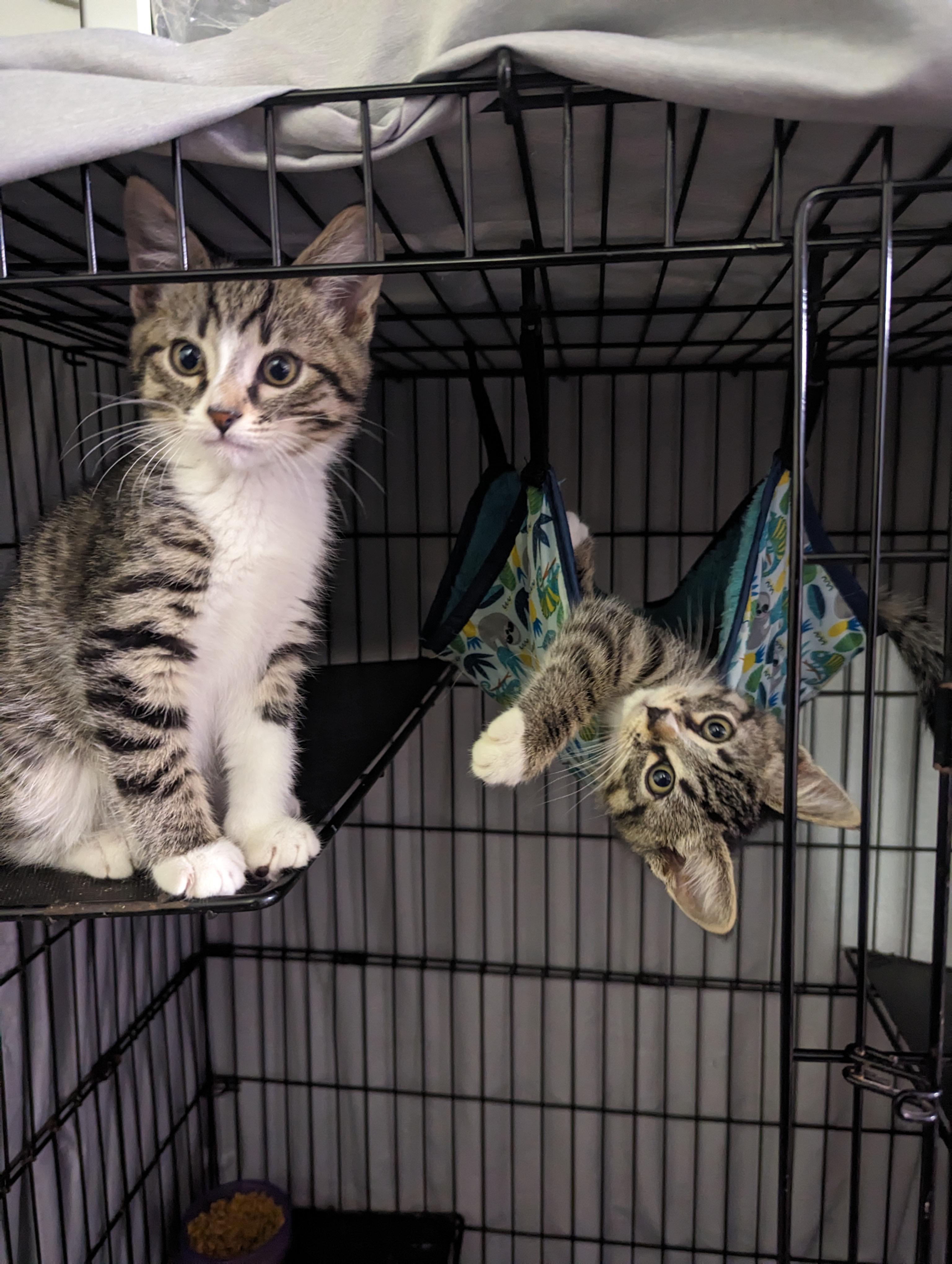 HiJinks, a Adoptable Domestic Short Hair in Wasilla, AK image 2/6