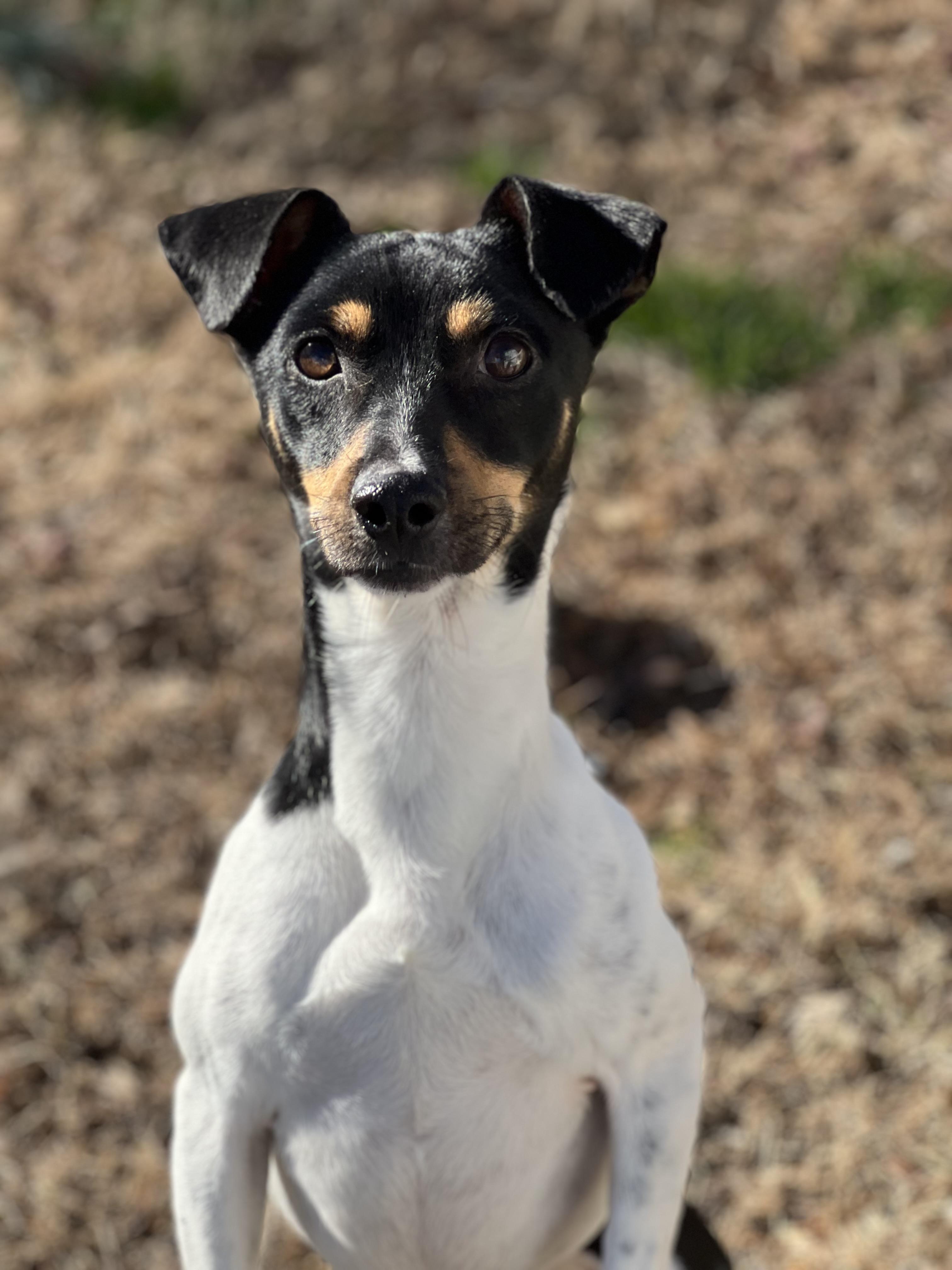 Enlarge Nubs, a ADOPTABLE mixed breed in Hughesville, MD image 5/6