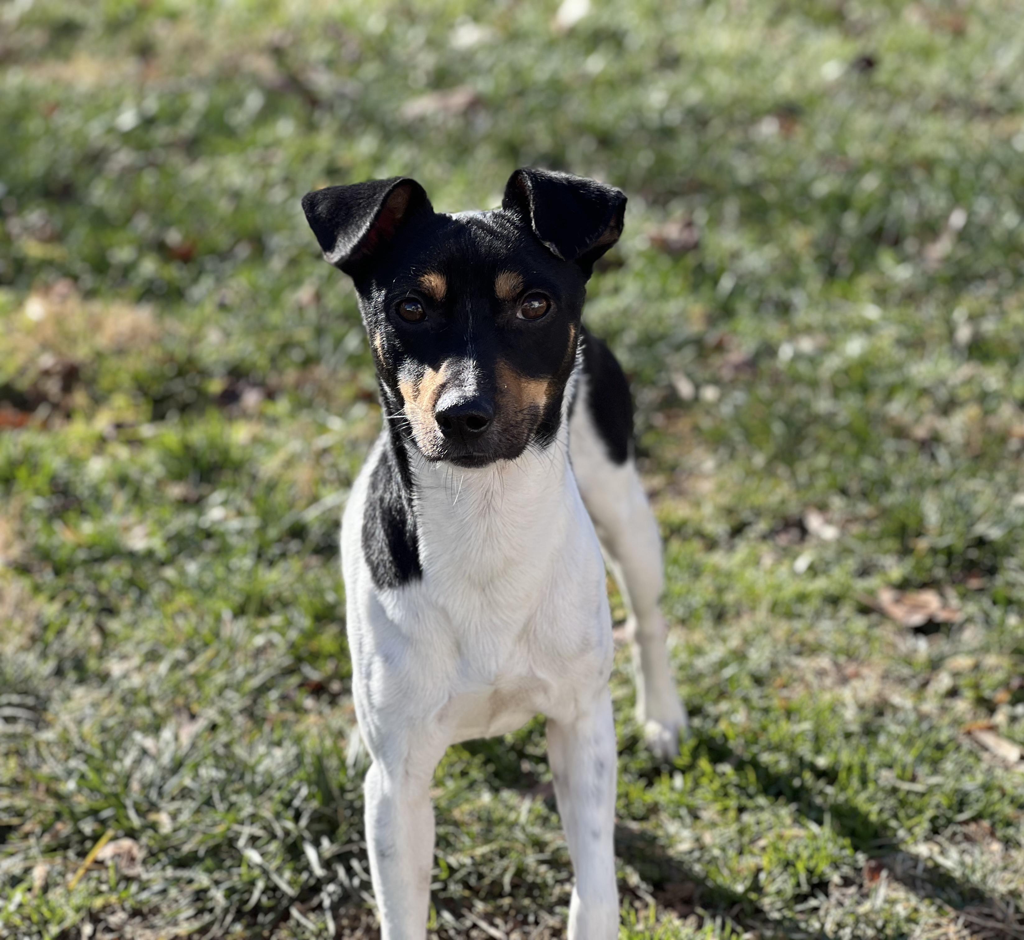 Enlarge Nubs, a ADOPTABLE mixed breed in Hughesville, MD image 4/6