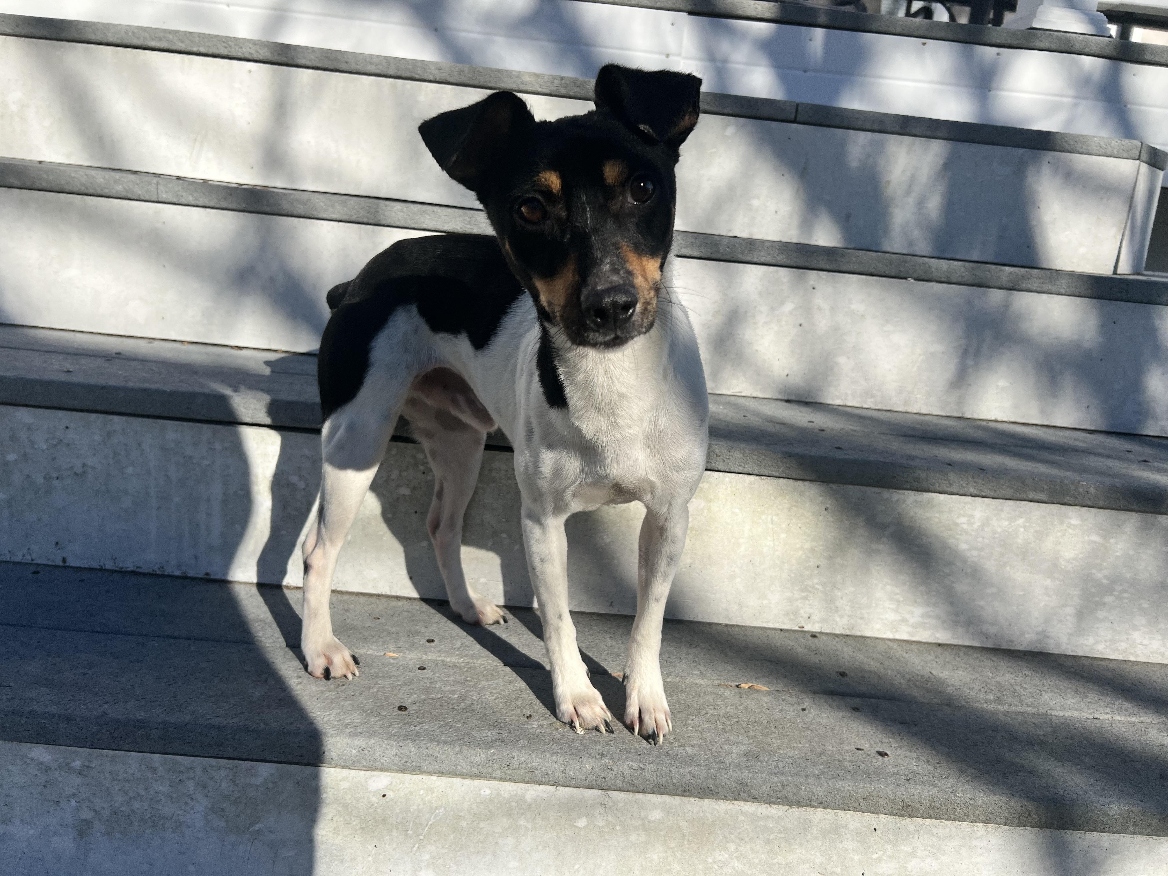 Enlarge Nubs, a ADOPTABLE mixed breed in Hughesville, MD image 3/6
