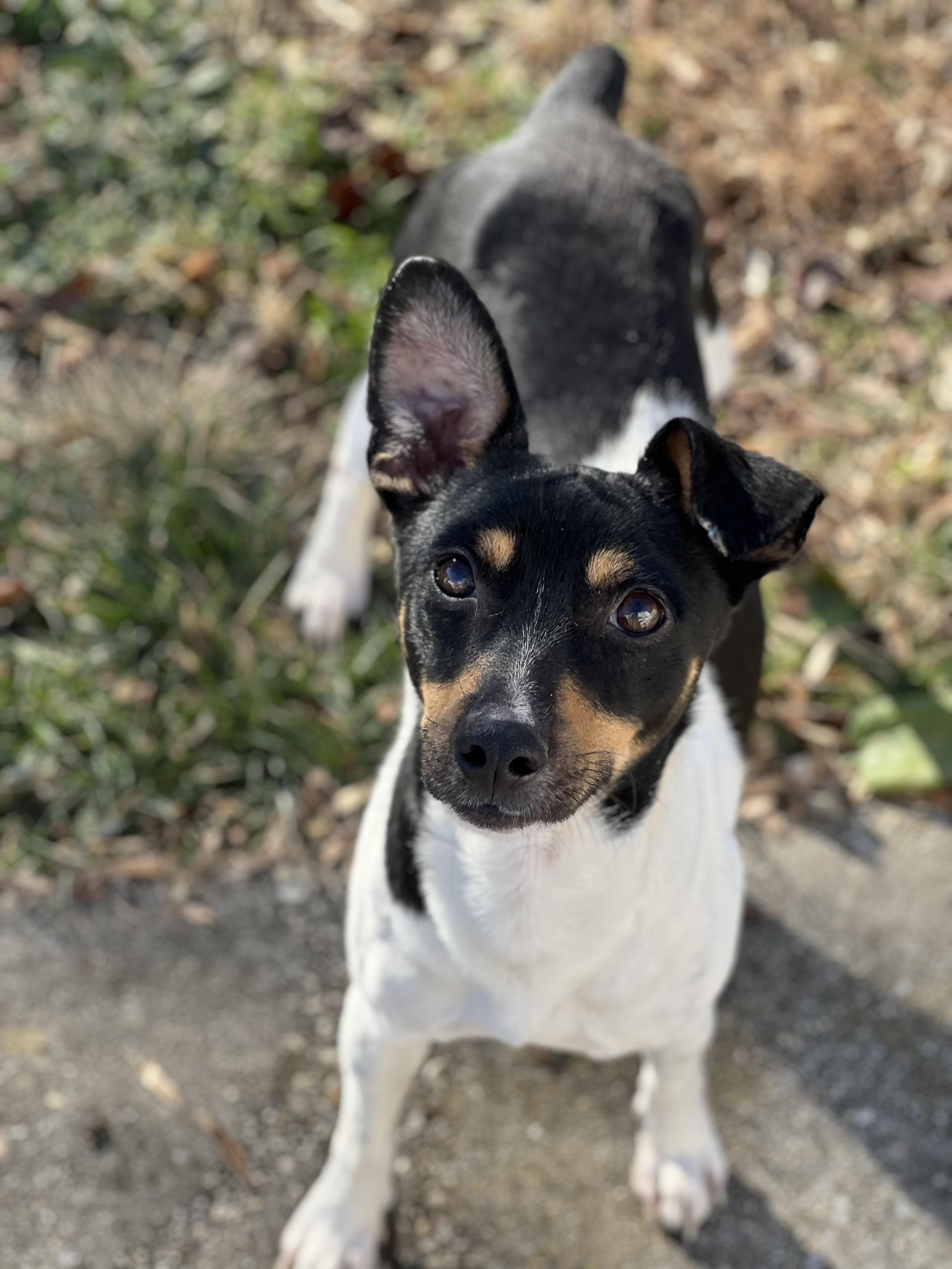 Nubs, ADOPTABLE, Adult Male Rat Terrier.