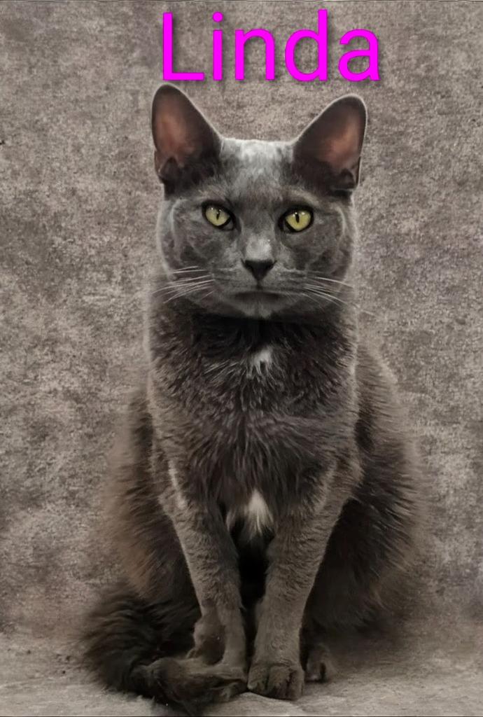 Linda, a Adoptable mixed breed in Leonardtown, MD image 1/3