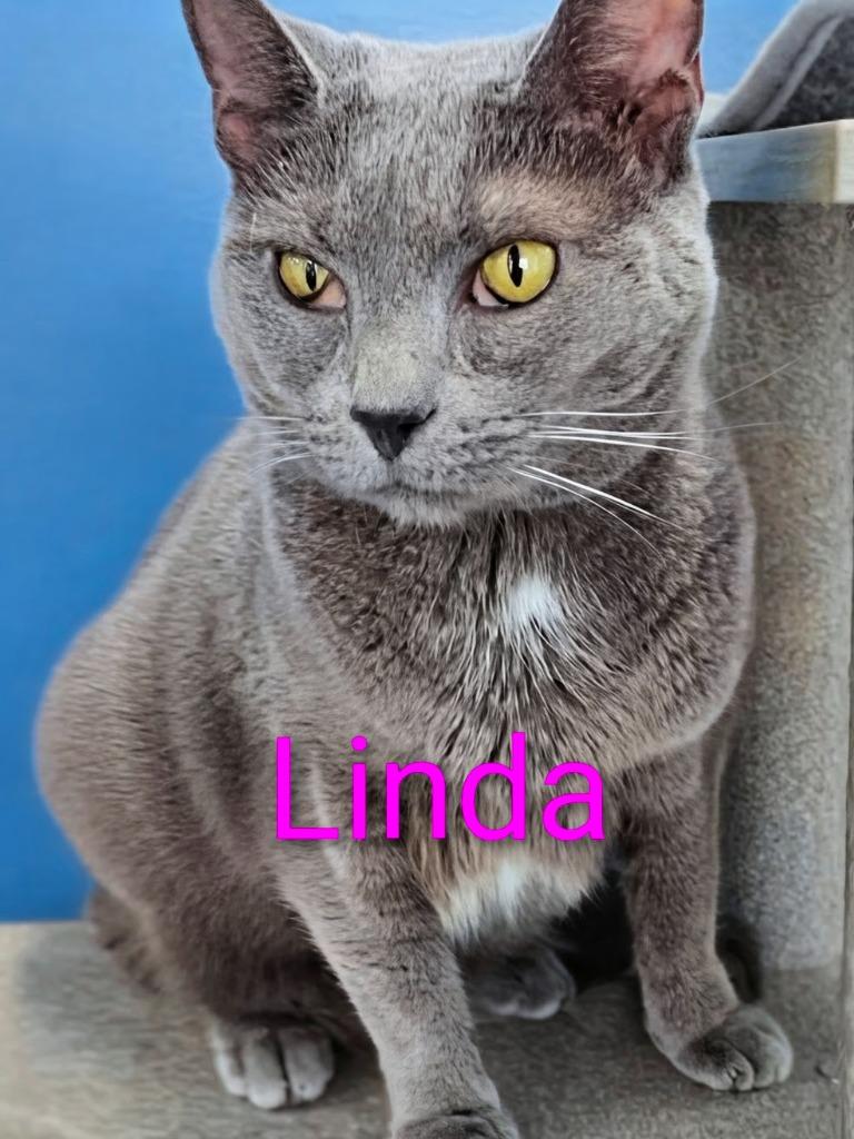 Linda, a Adoptable mixed breed in Leonardtown, MD image 2/3
