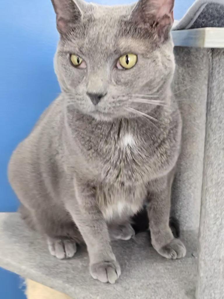 Linda, a Adoptable mixed breed in Leonardtown, MD image 3/3