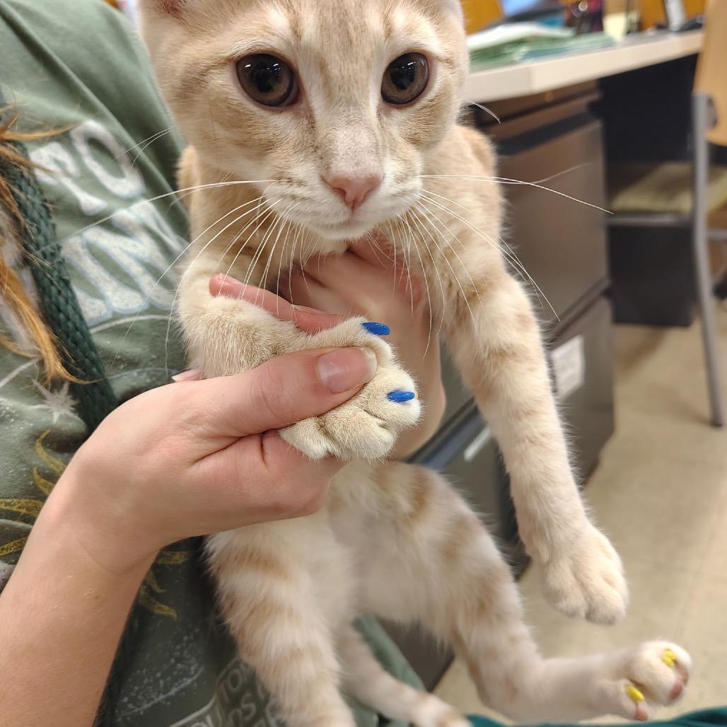 Cassian, Adoptable, Kitten Male Domestic Short Hair & Mixed Breed.