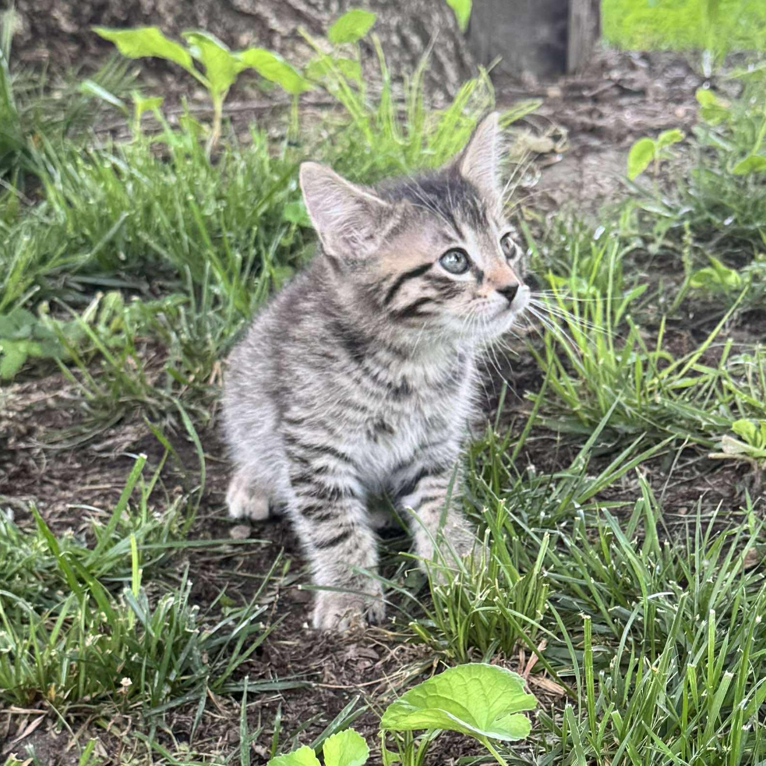 Moonlight, Baby Male unknown