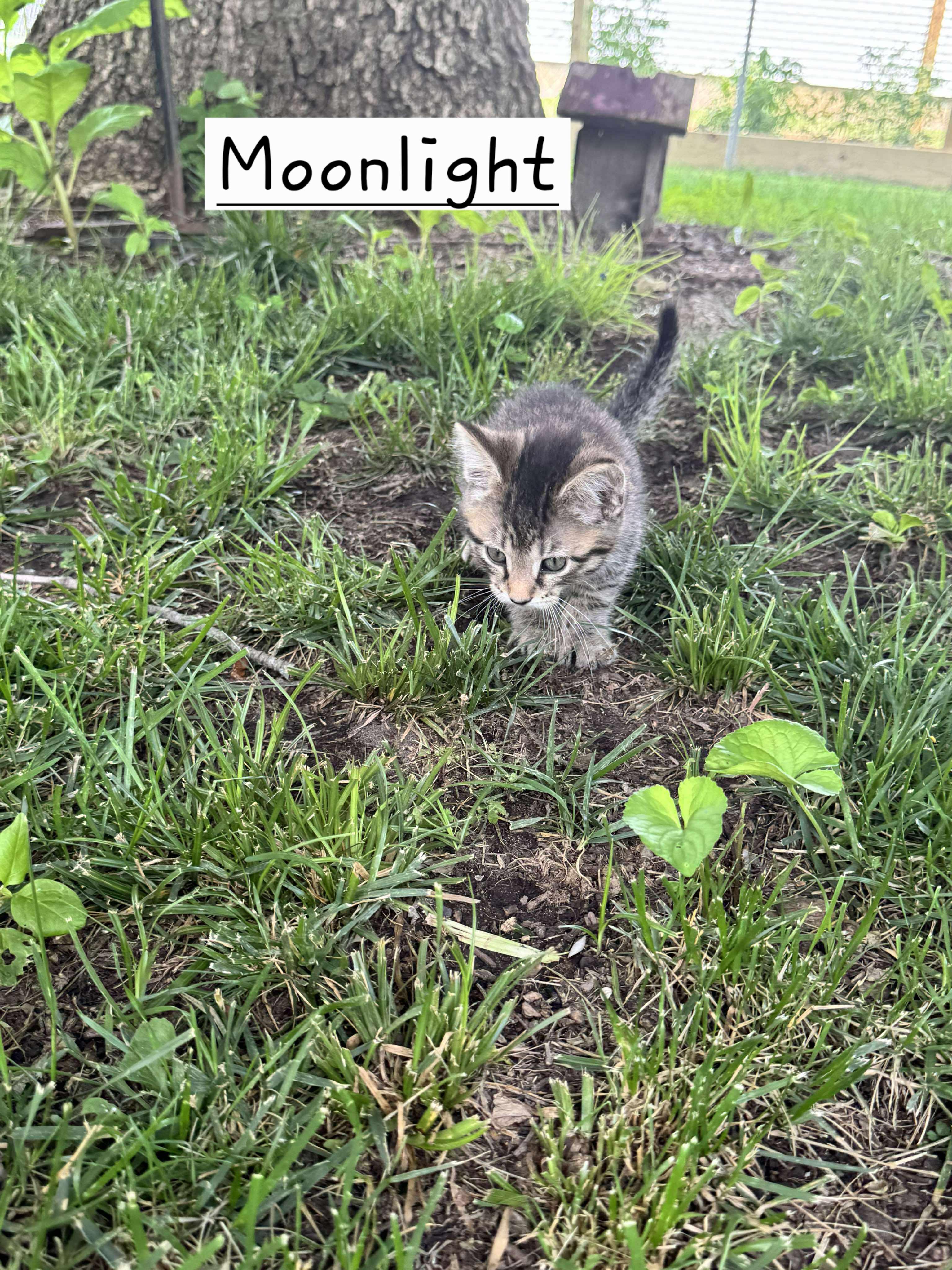 Moonlight photo 4