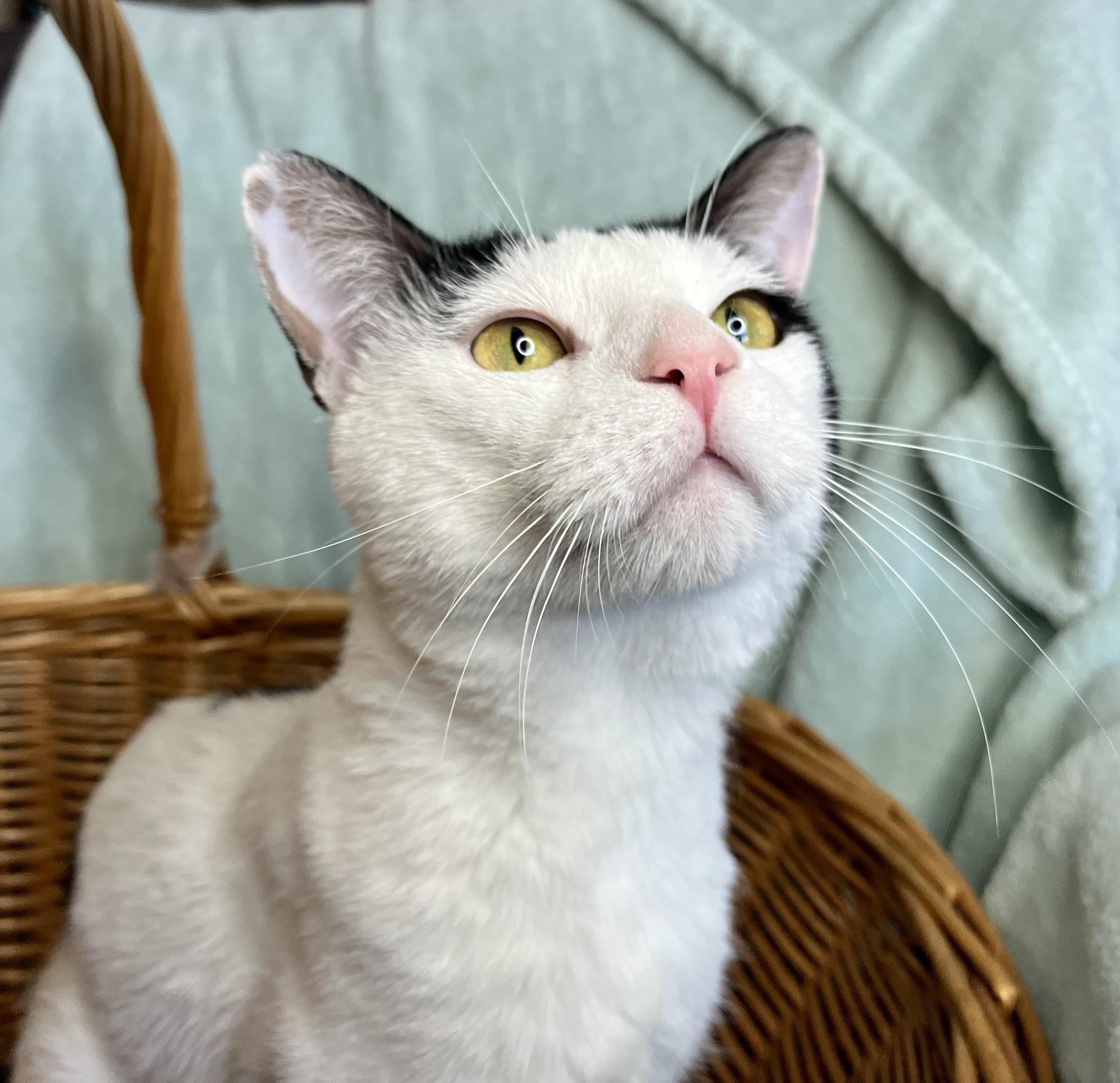 Enlarge Oscar, a ADOPTABLE mixed breed in Rocky Hill, CT image 3/6