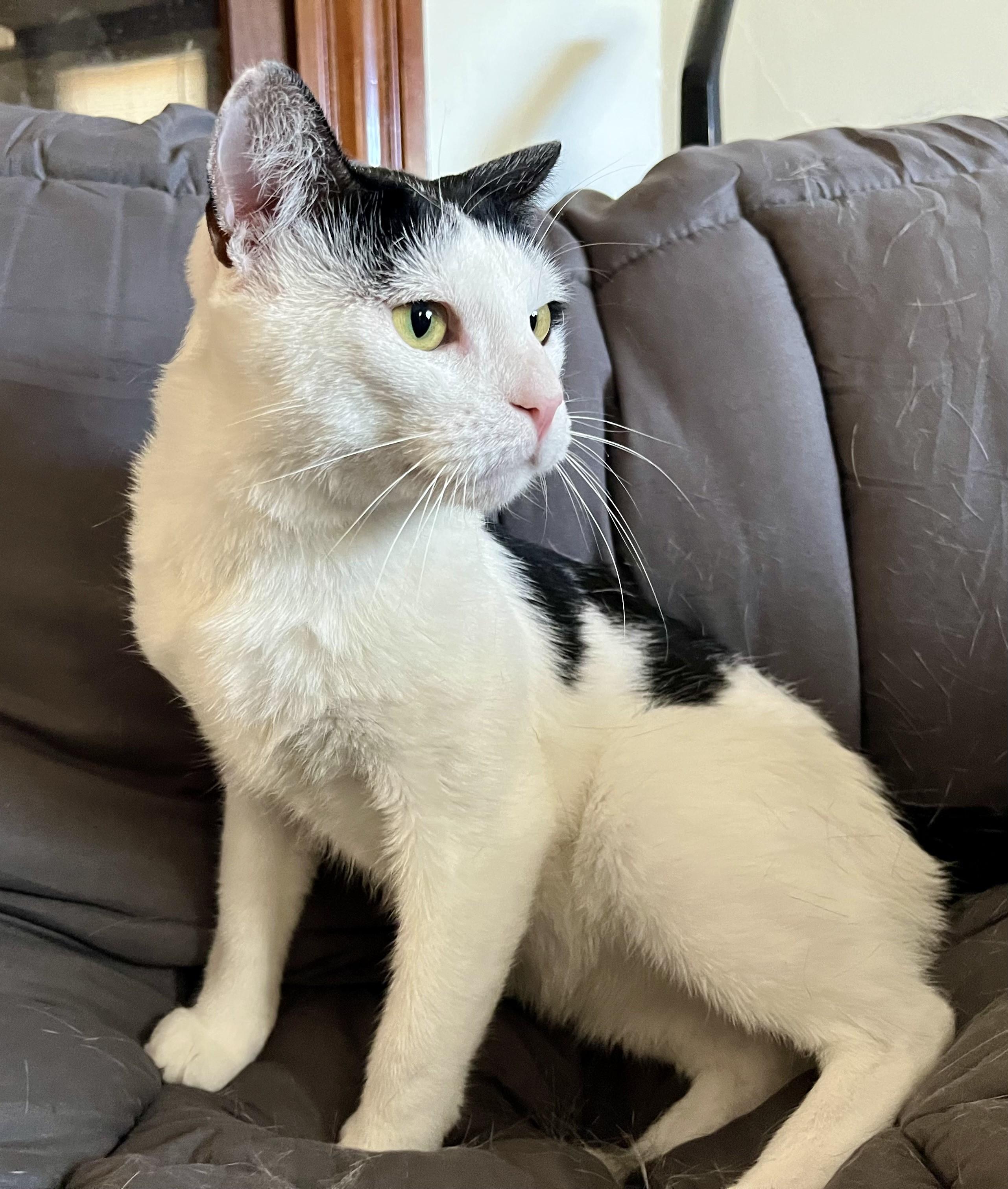 Enlarge Oscar, a ADOPTABLE mixed breed in Rocky Hill, CT image 4/6