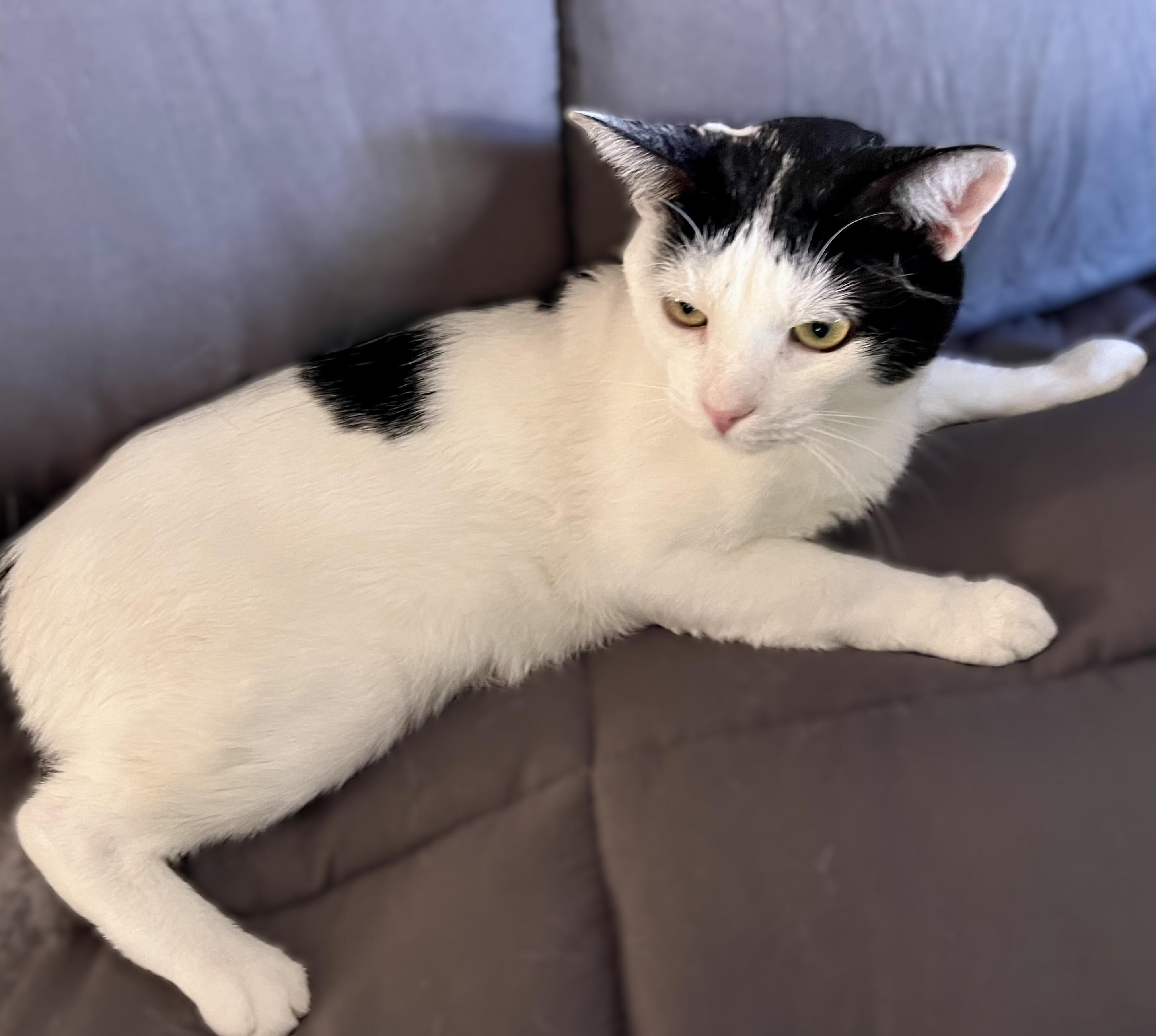 Enlarge Oscar, a ADOPTABLE mixed breed in Rocky Hill, CT image 2/6