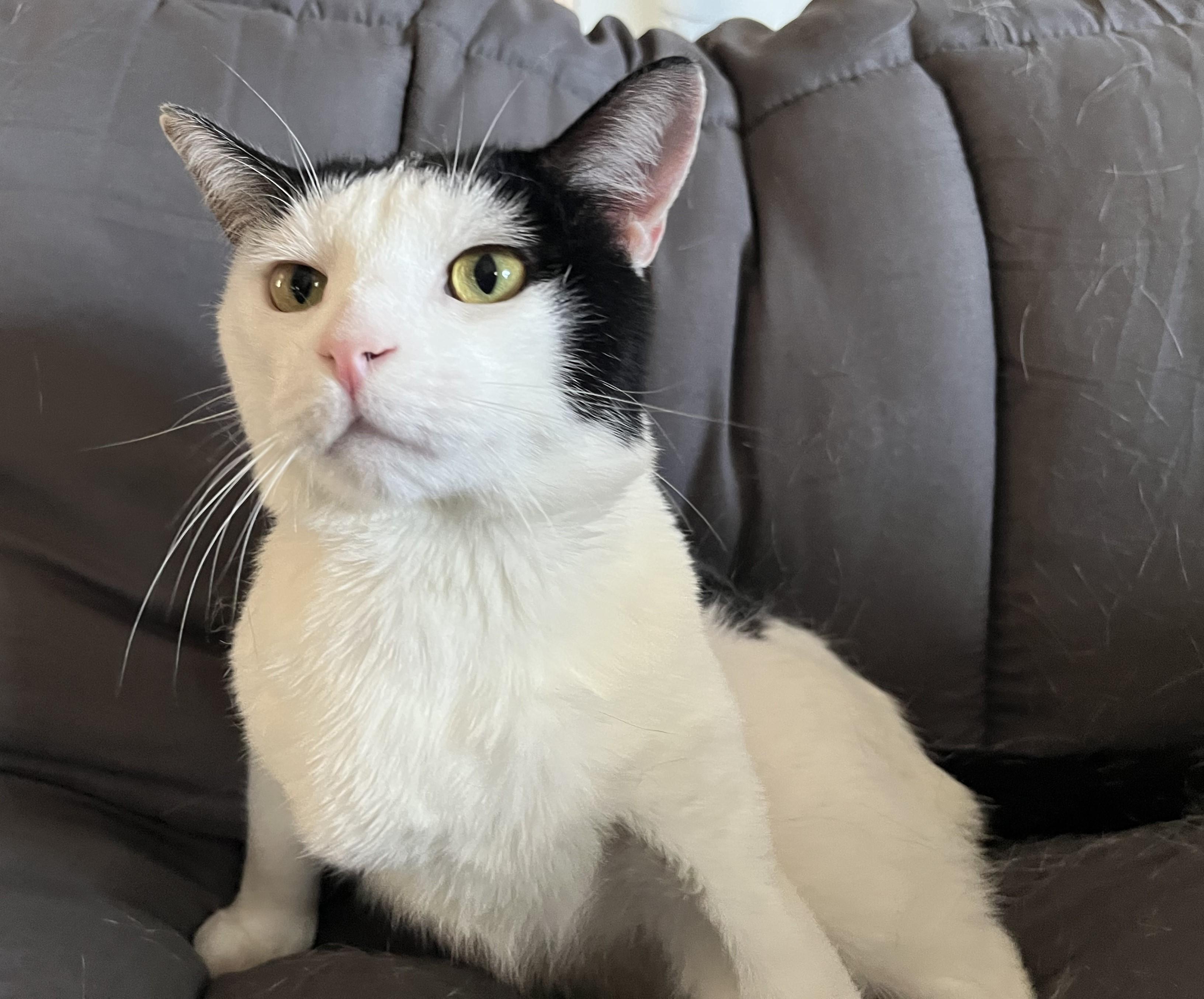 Enlarge Oscar, a ADOPTABLE mixed breed in Rocky Hill, CT image 6/6