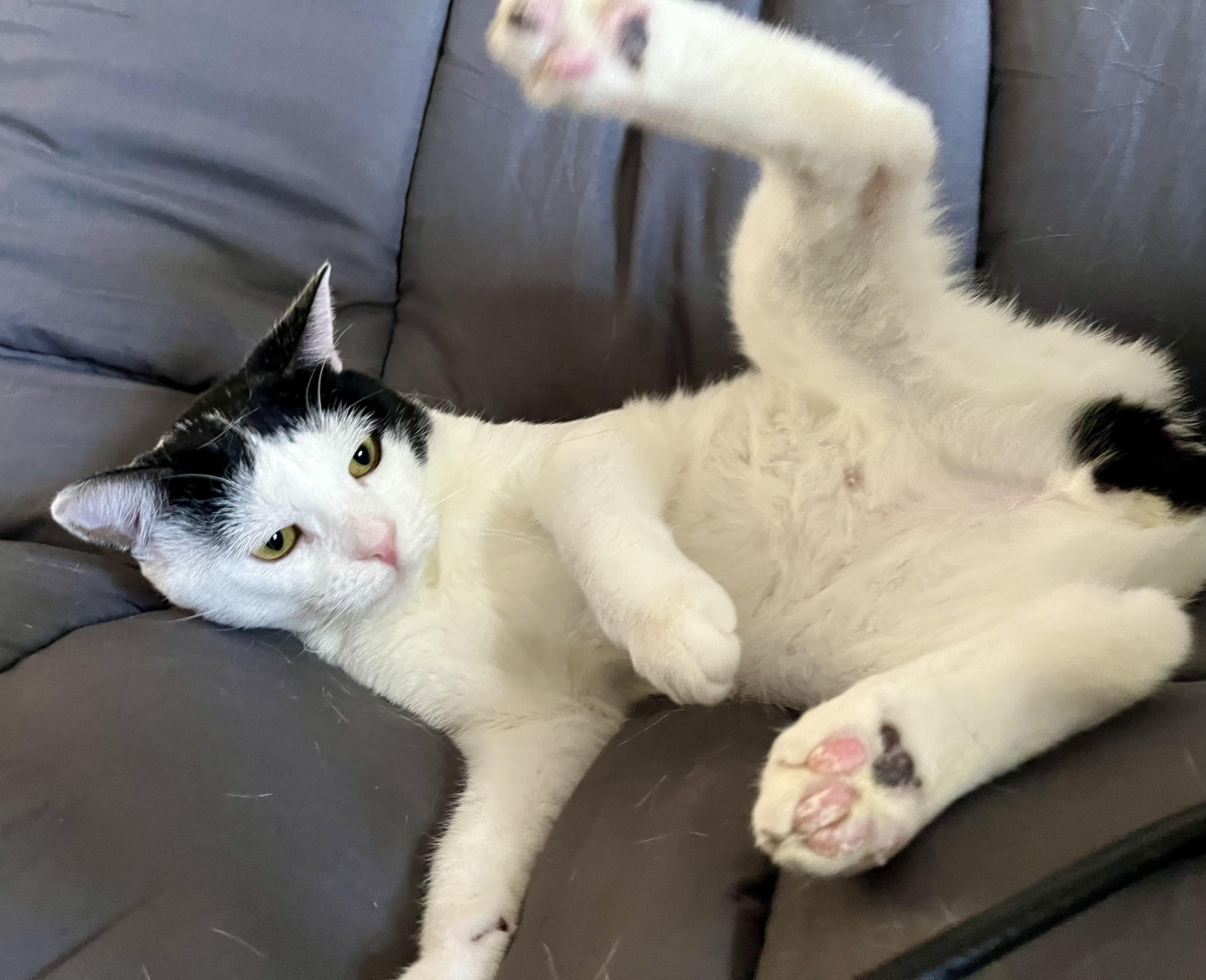 Oscar, ADOPTABLE, Young Male Domestic Short Hair.
