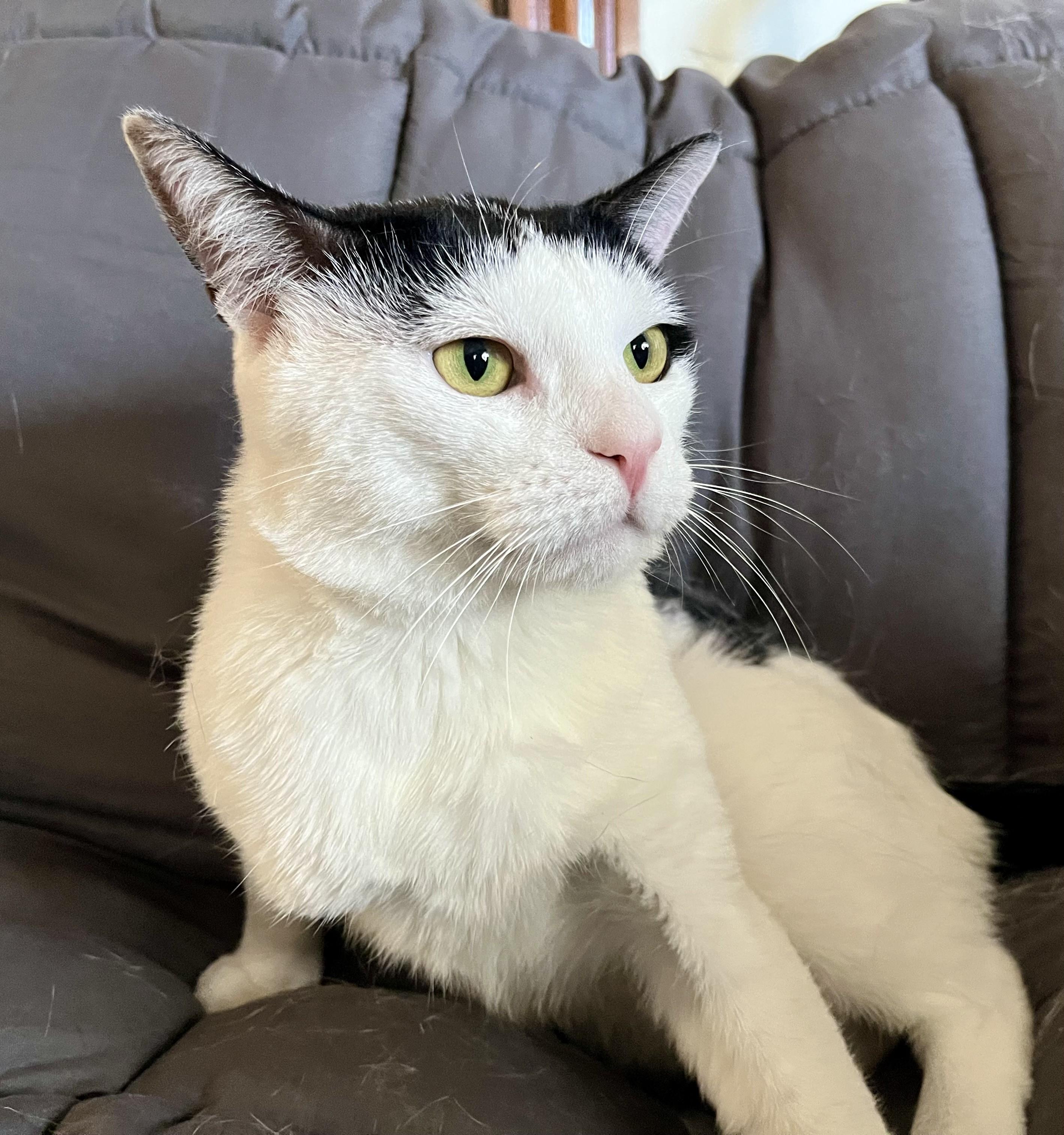 Enlarge Oscar, a ADOPTABLE mixed breed in Rocky Hill, CT image 5/6