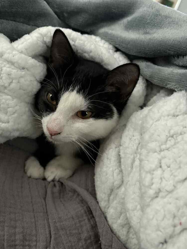 Julie, Adoptable, Kitten Female Domestic Short Hair.