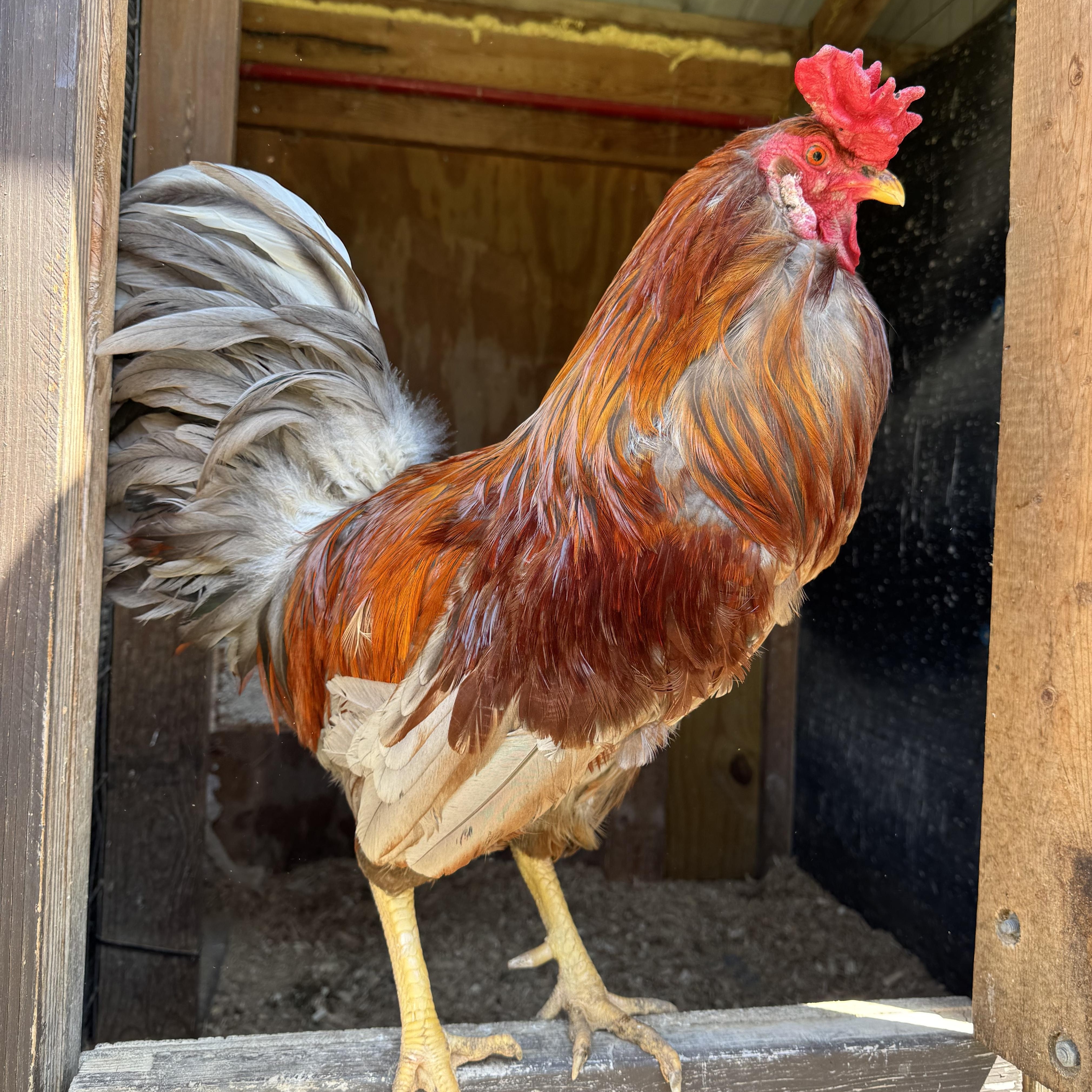 Enlarge Tobias, a Adoptable Chicken in Ravenna, OH image 1/2