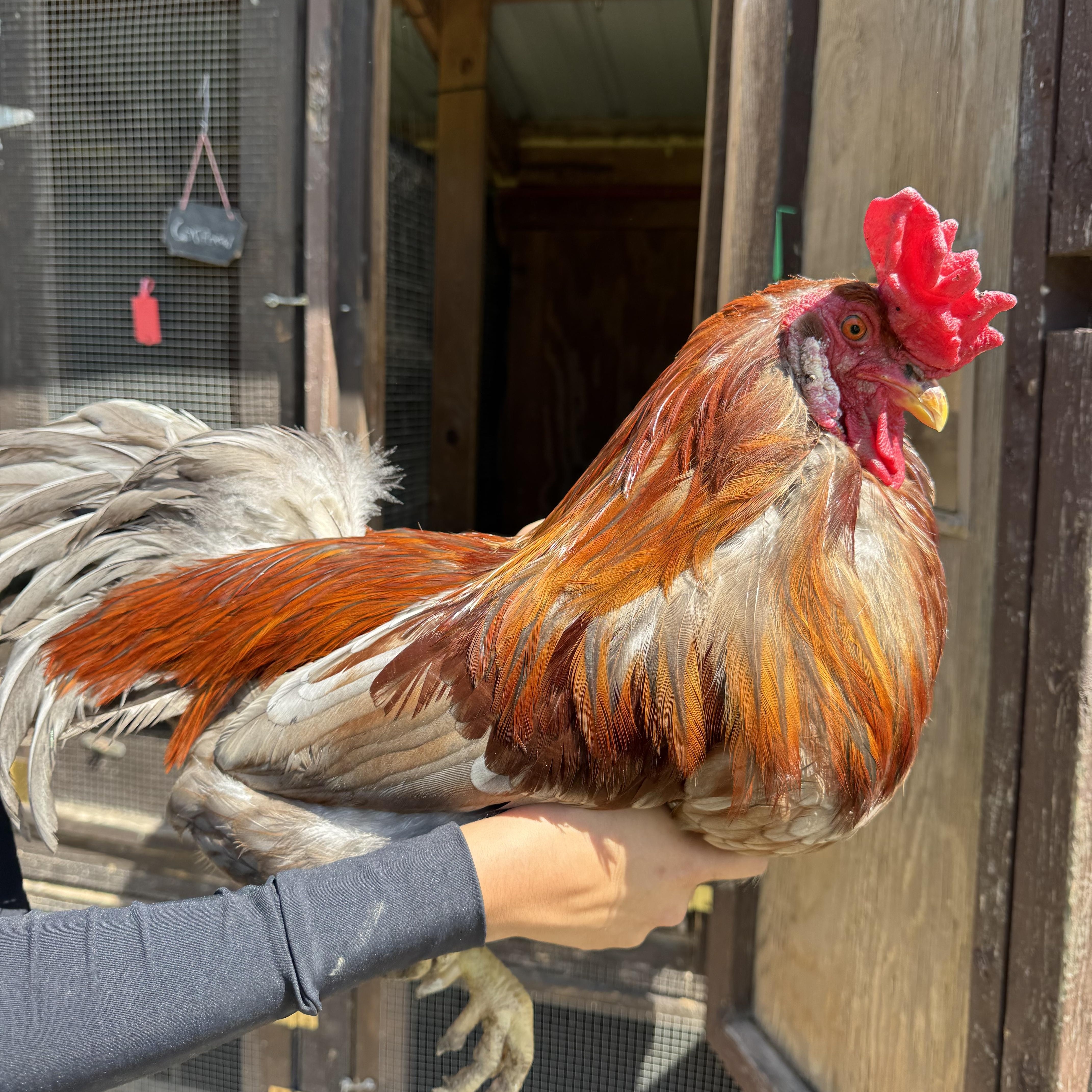 Enlarge Tobias, a Adoptable Chicken in Ravenna, OH image 2/2