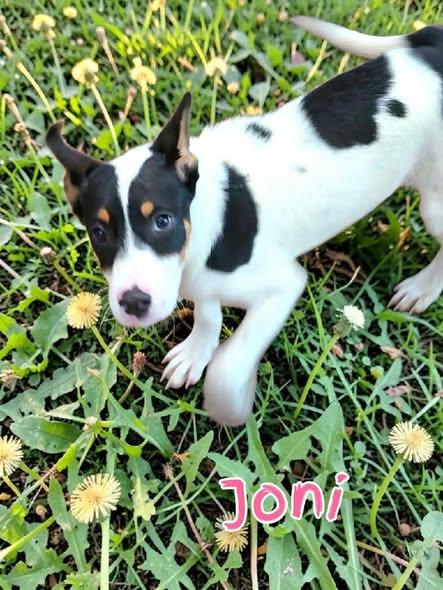 Enlarge Joni, a Adoptable Mixed Breed in Toledo, OH image 1/1