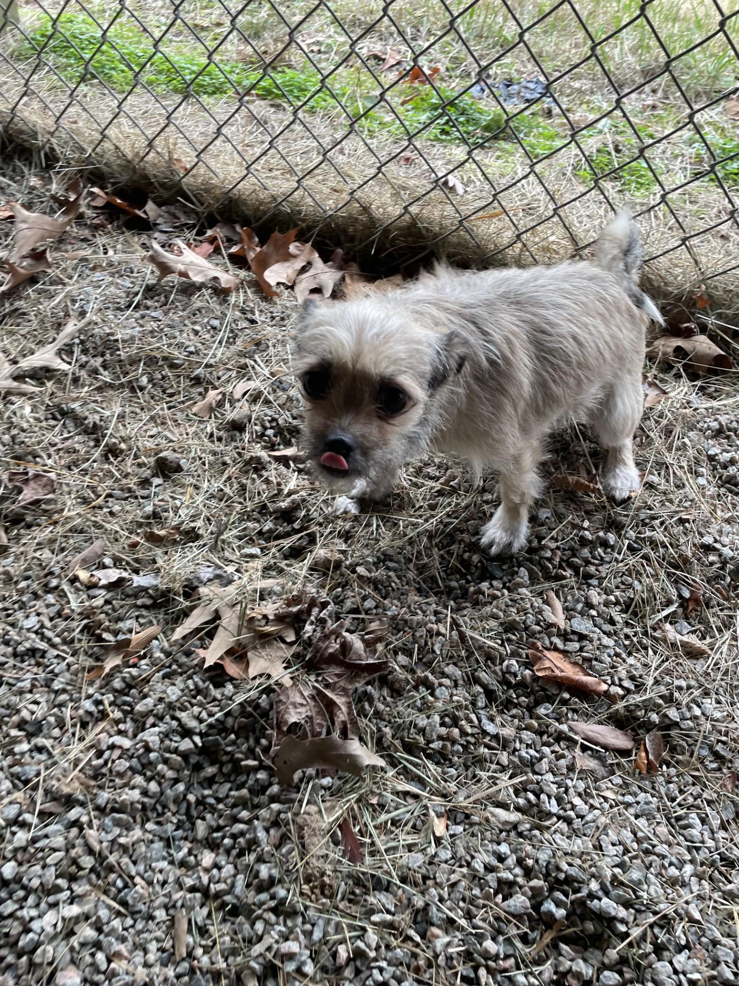 Enlarge Lacey Mae121100, a ADOPTABLE mixed breed in Rocky Mount, NC image 1/2