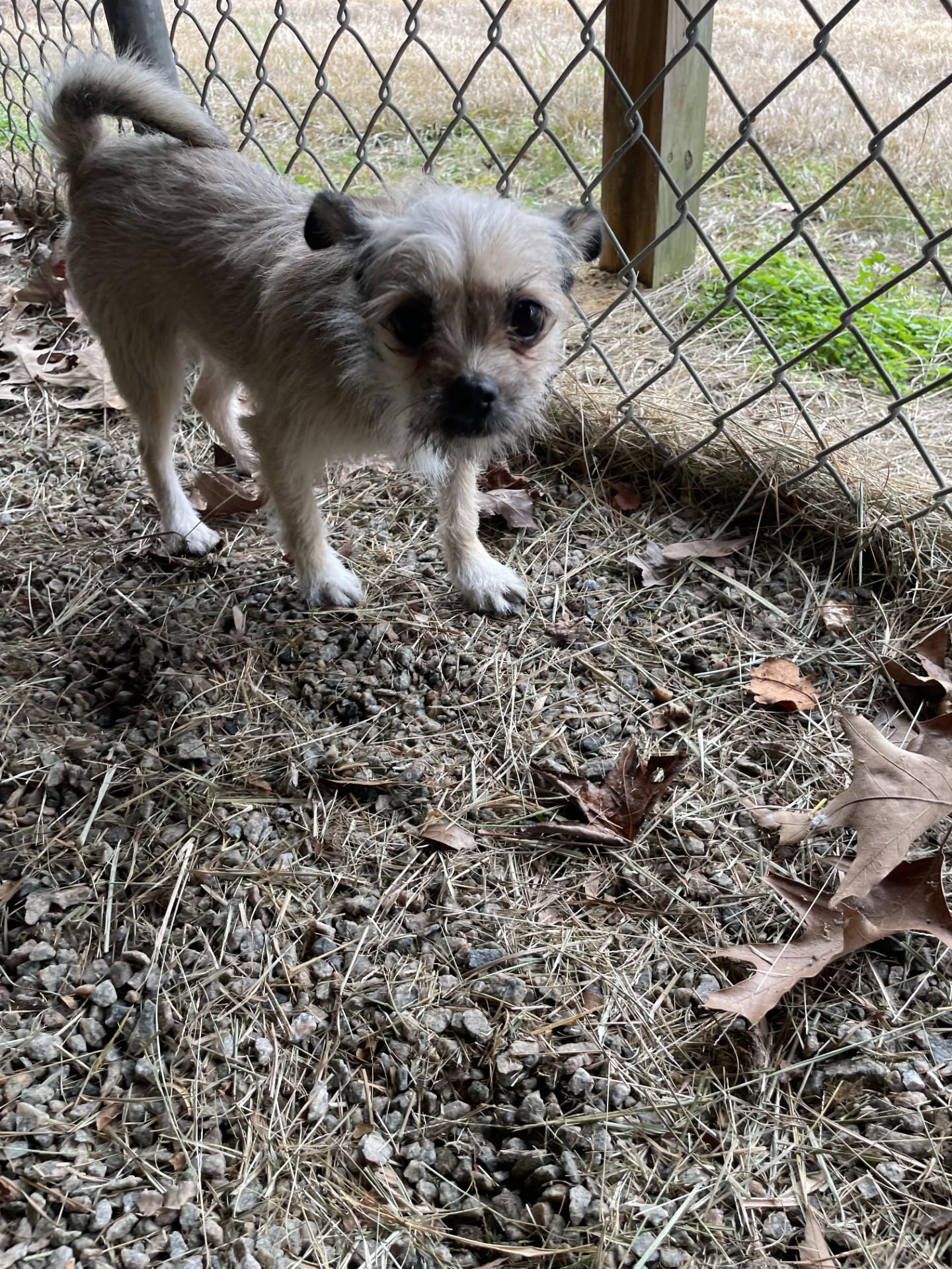 Enlarge Lacey Mae121100, a ADOPTABLE mixed breed in Rocky Mount, NC image 2/2