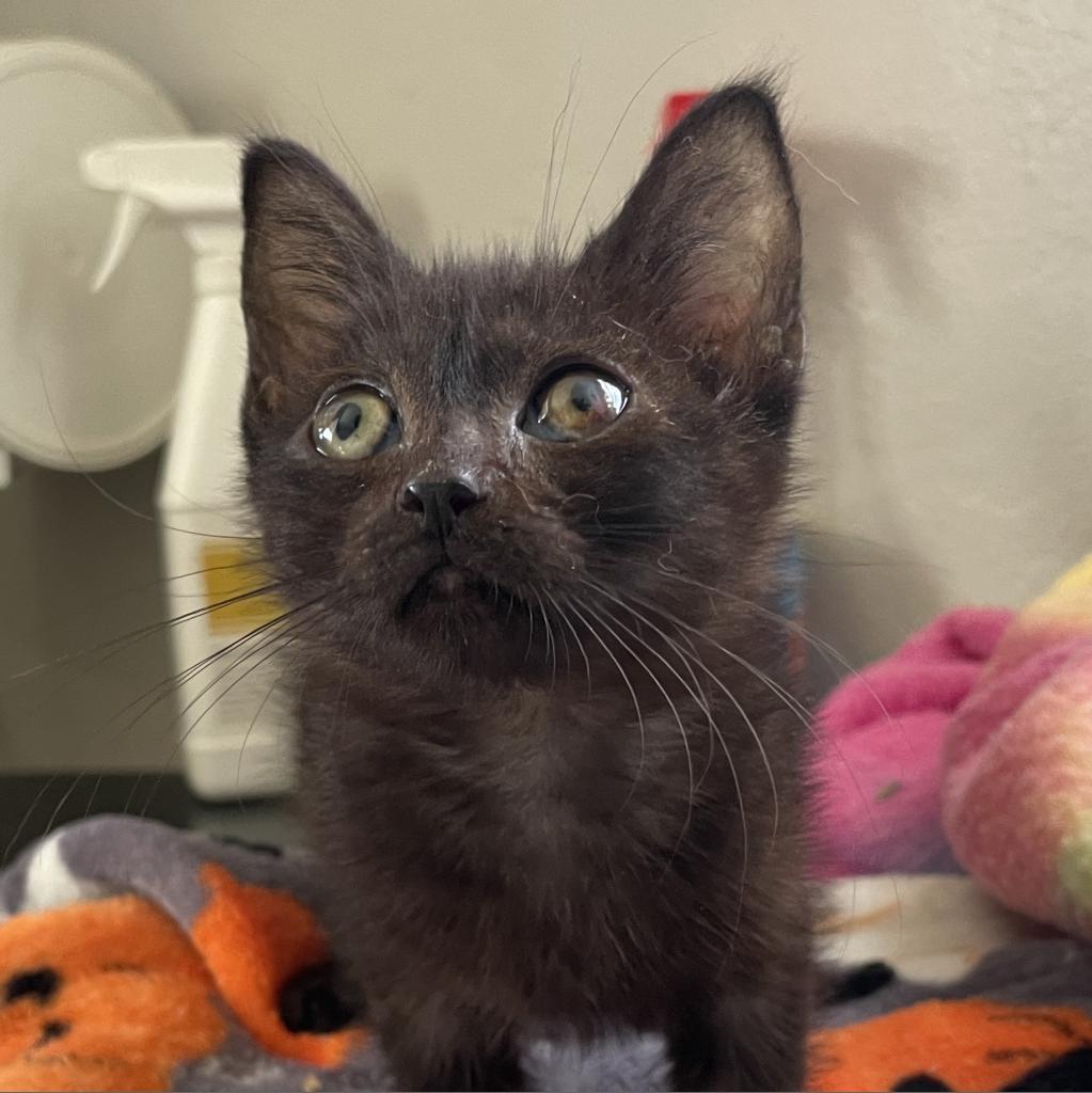 Cat for adoption Cocoa, a Domestic Short Hair in Hollywood, FL