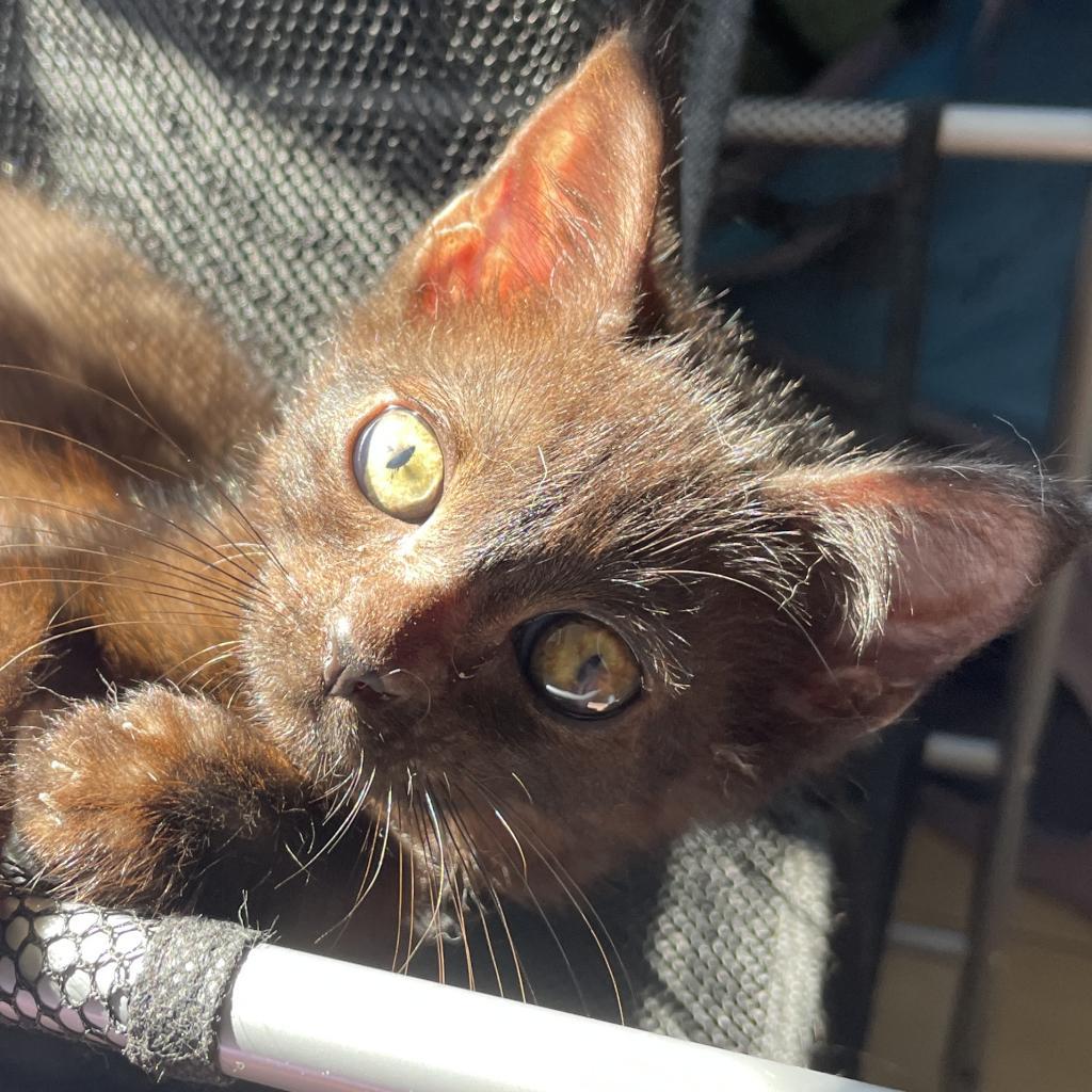 Cat for adoption Cocoa, a Domestic Short Hair in Hollywood, FL