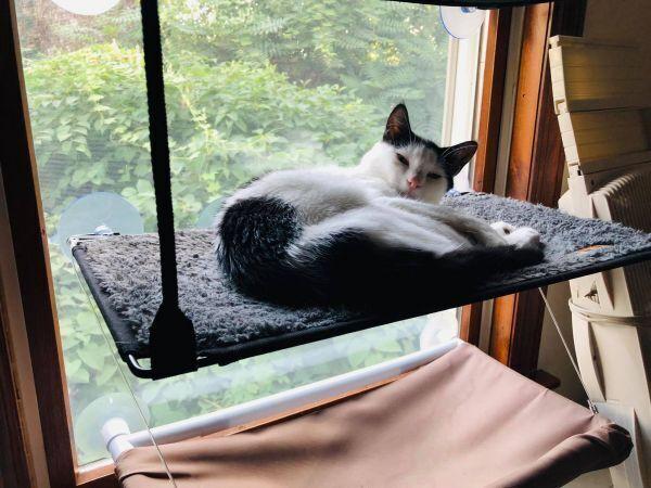 Enlarge Tom, a Adoptable Domestic Short Hair in Olyphant, PA image 1/3