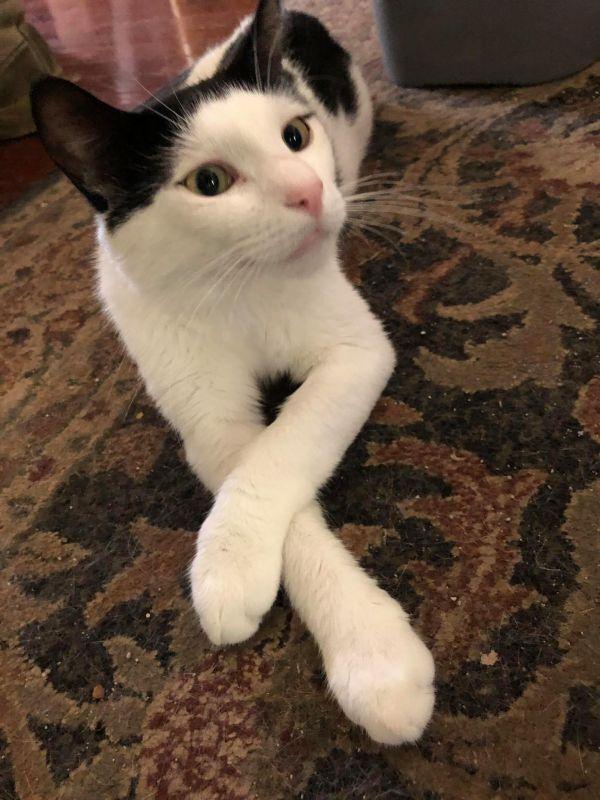 Enlarge Tom, a Adoptable Domestic Short Hair in Olyphant, PA image 2/3