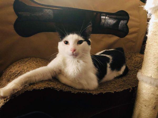 Enlarge Tom, a Adoptable Domestic Short Hair in Olyphant, PA image 3/3