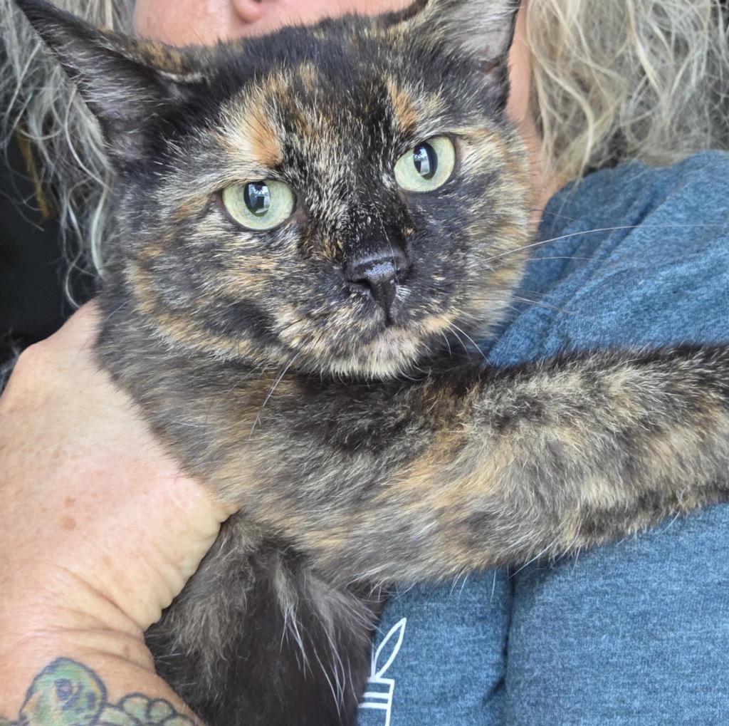 Lindsey, Adoptable, Adult Female Domestic Short Hair.