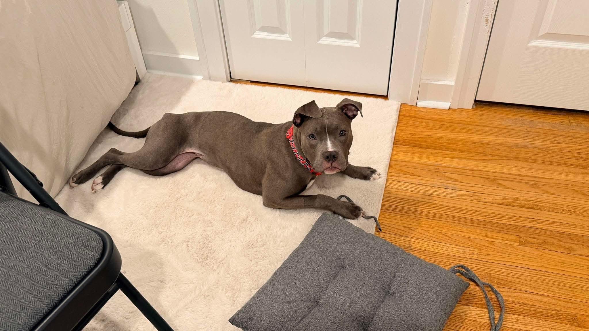 Enlarge Skye, a ADOPTABLE Mixed Breed in Rochester , NY image 2/5