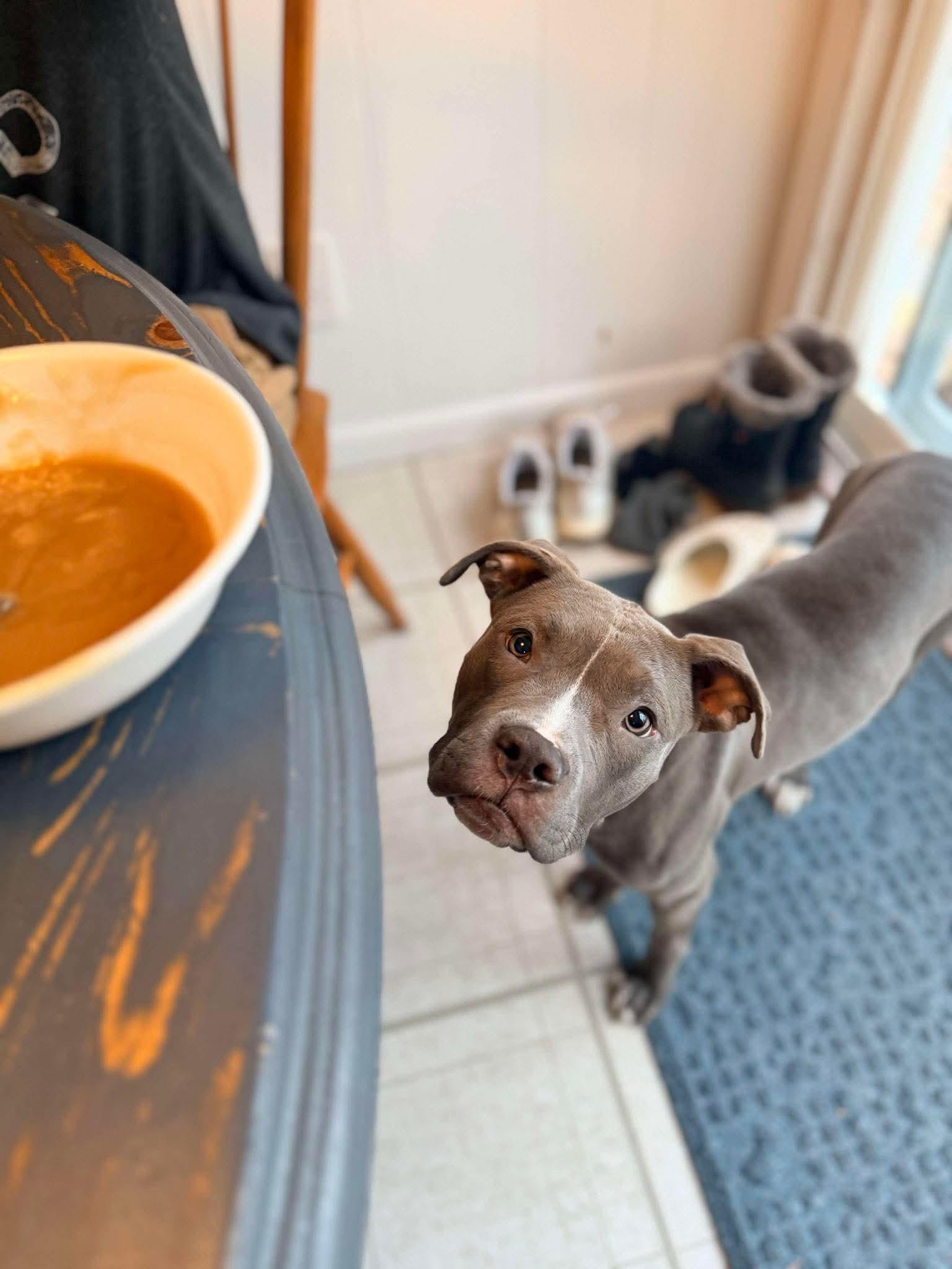 Enlarge Skye, a ADOPTABLE Mixed Breed in Rochester , NY image 4/5