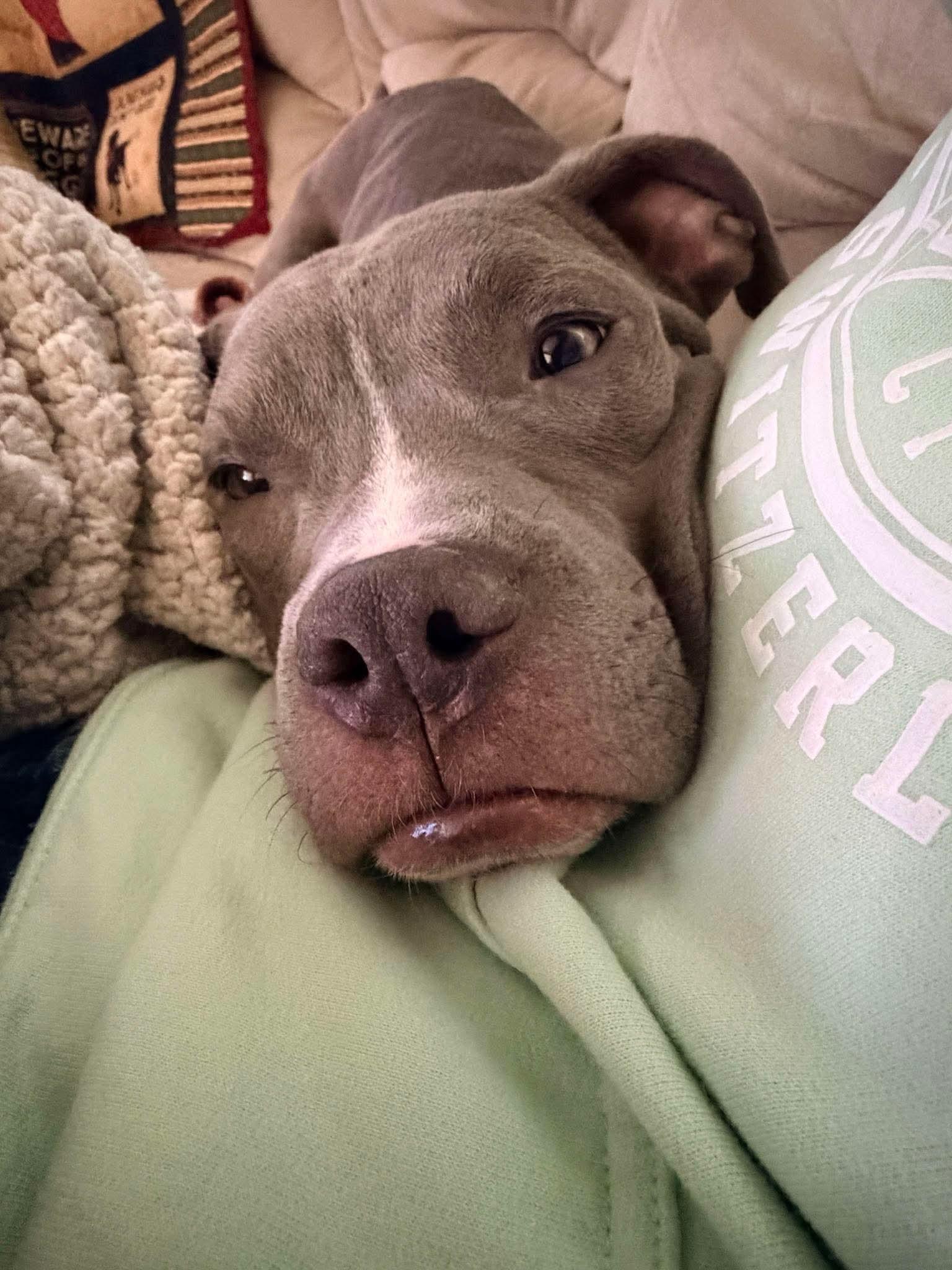 Enlarge Skye, a ADOPTABLE Mixed Breed in Rochester , NY image 5/5