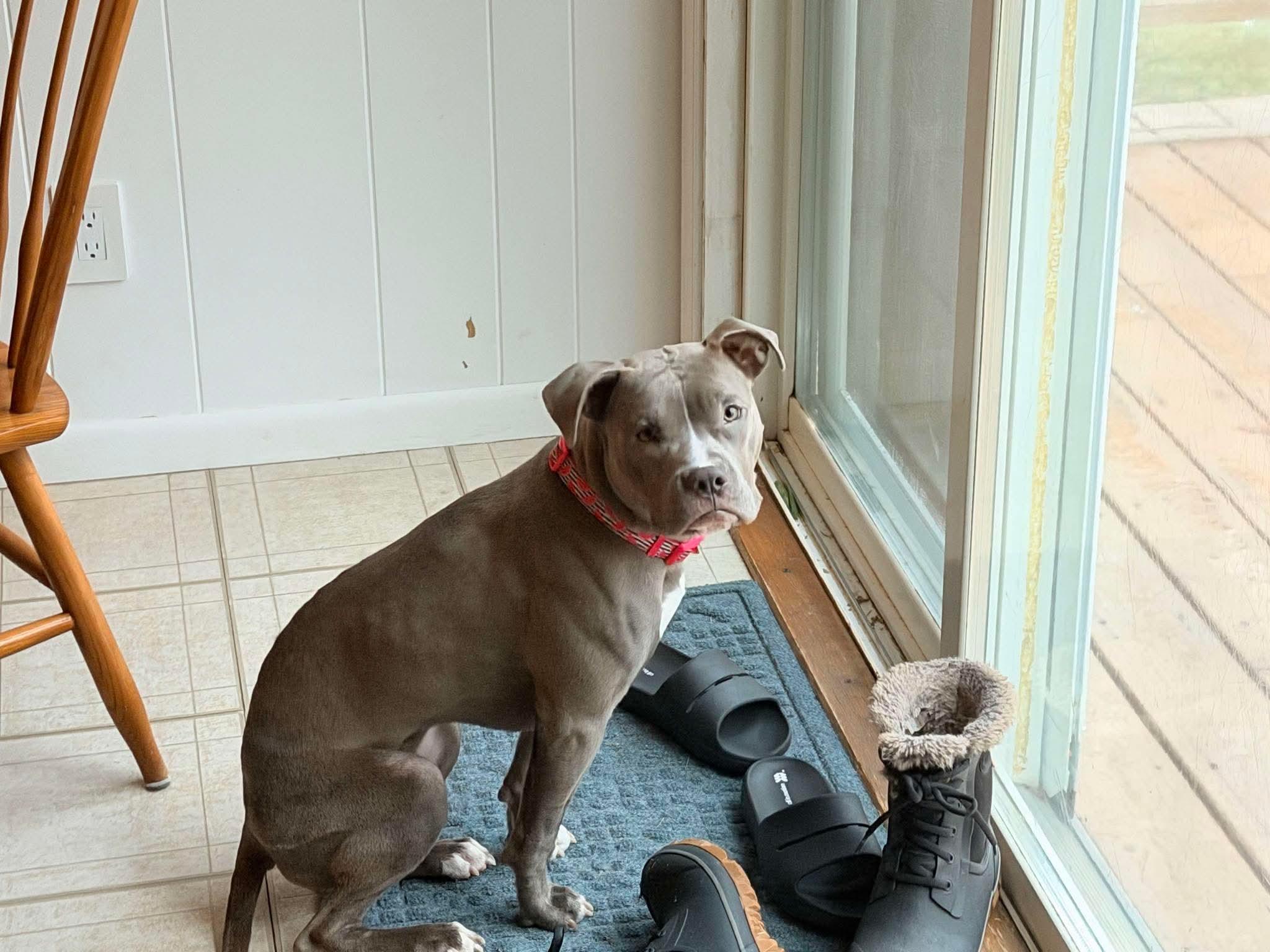 Enlarge Skye, a ADOPTABLE Mixed Breed in Rochester , NY image 3/5