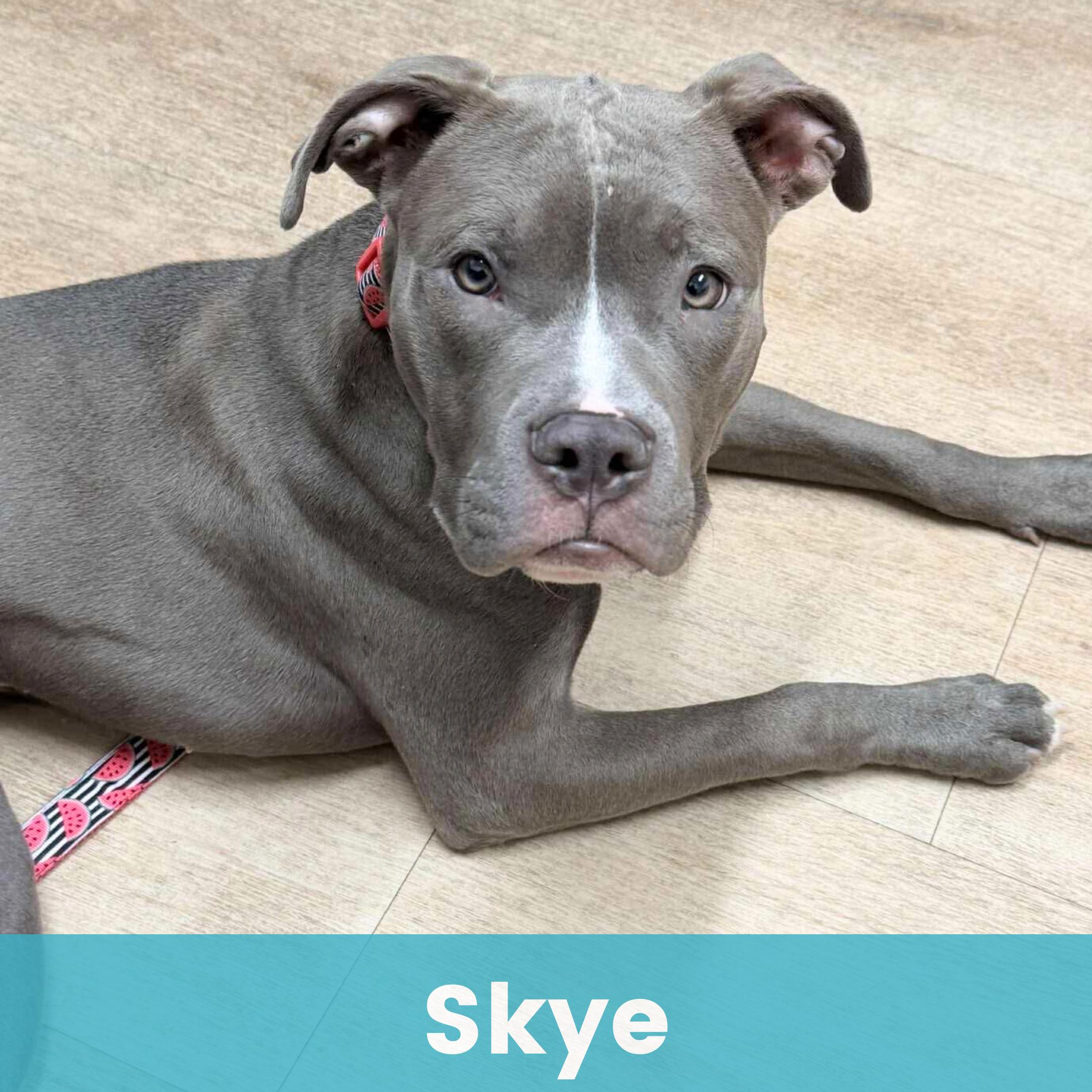 Enlarge Skye, a ADOPTABLE Mixed Breed in Rochester , NY image 1/5
