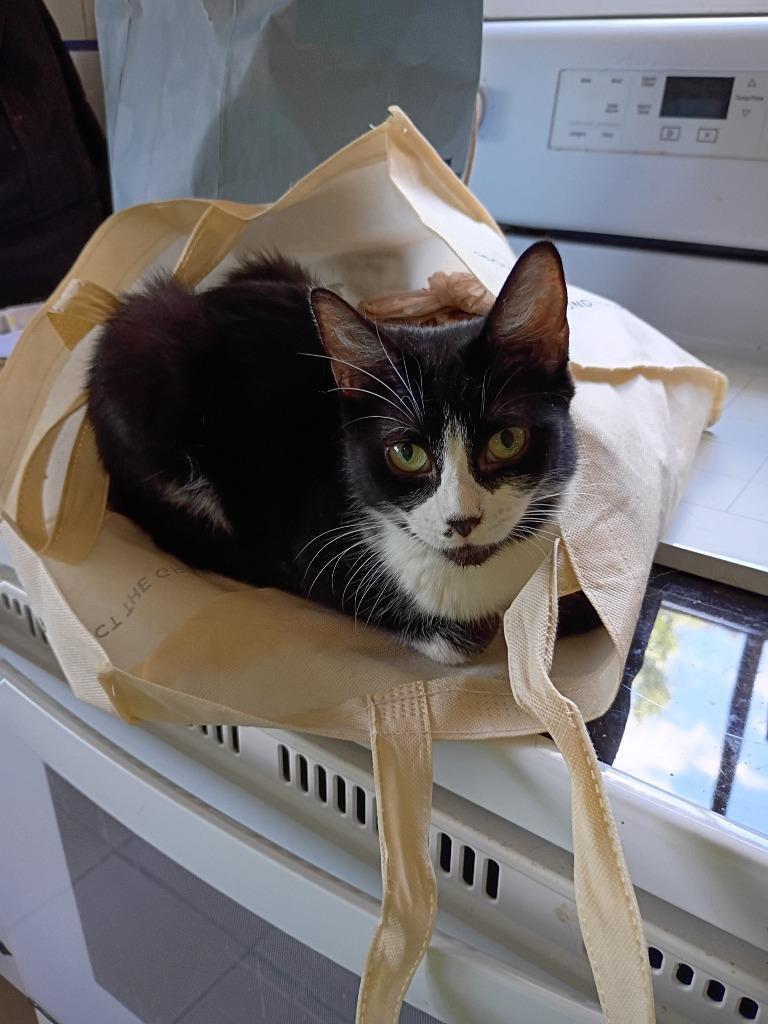 Oreo, a Adoptable mixed breed in Hardeeville, SC image 1/3