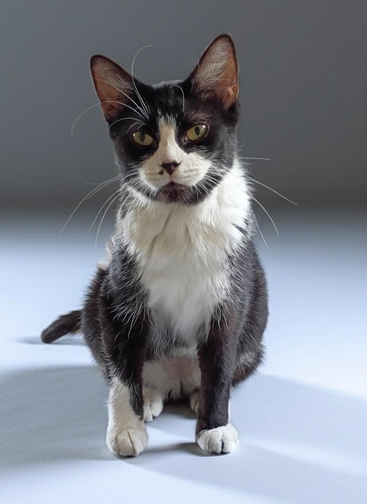Oreo, Adoptable, Kitten Female Domestic Short Hair.