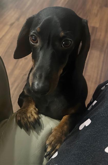 Enlarge Rocky  -  Las Vegas, a Adoptable Dachshund in Los Angeles, CA image 1/3