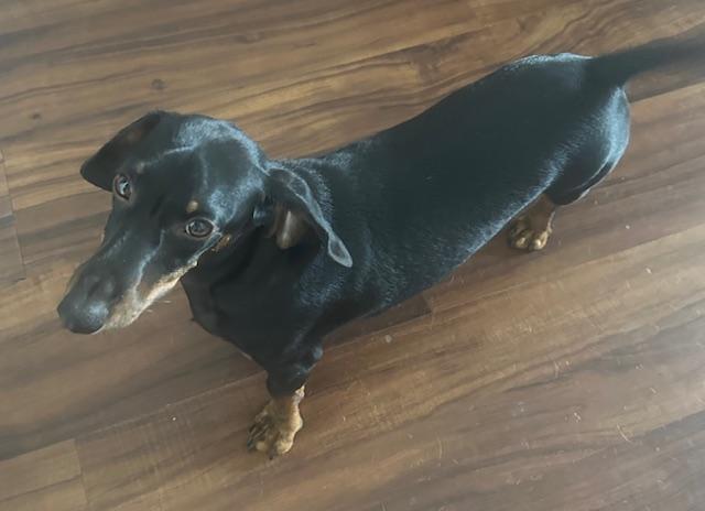 Enlarge Rocky  -  Las Vegas, a Adoptable Dachshund in Los Angeles, CA image 2/3