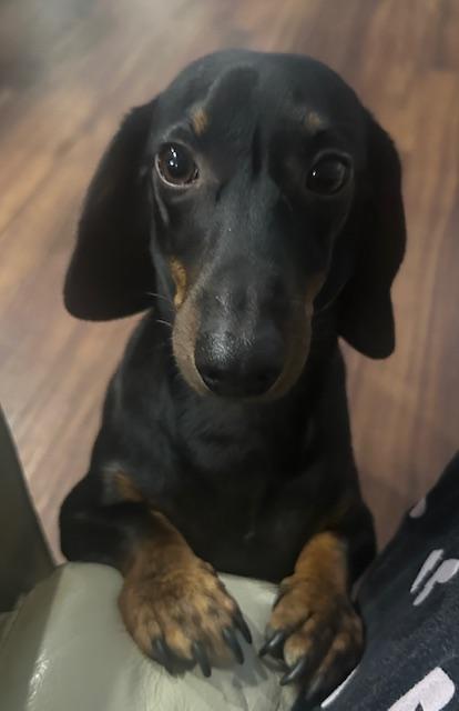 Enlarge Rocky  -  Las Vegas, a Adoptable Dachshund in Los Angeles, CA image 3/3