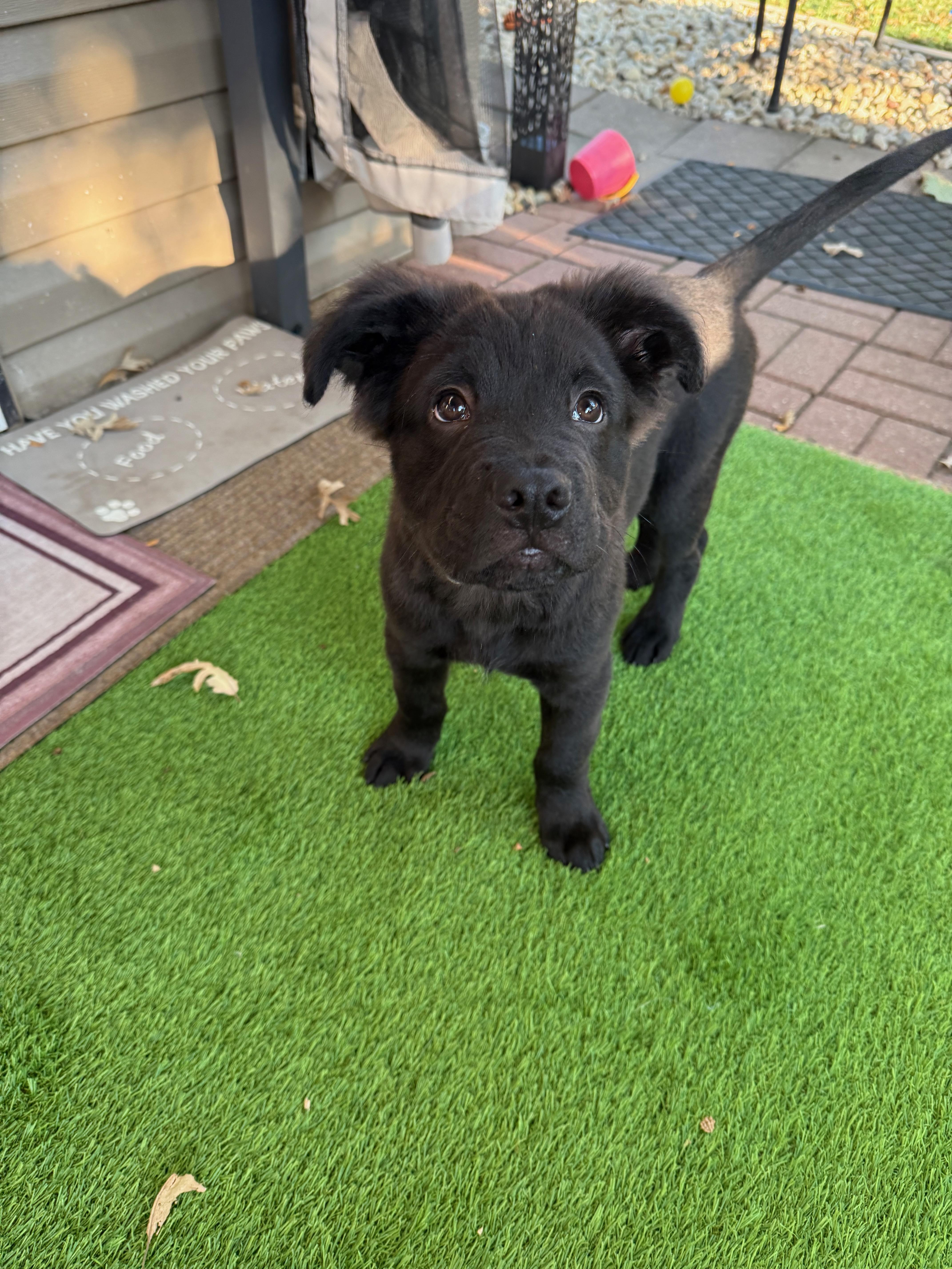 Teddy, a Adopted mixed breed in Park Forest, IL image 2/6