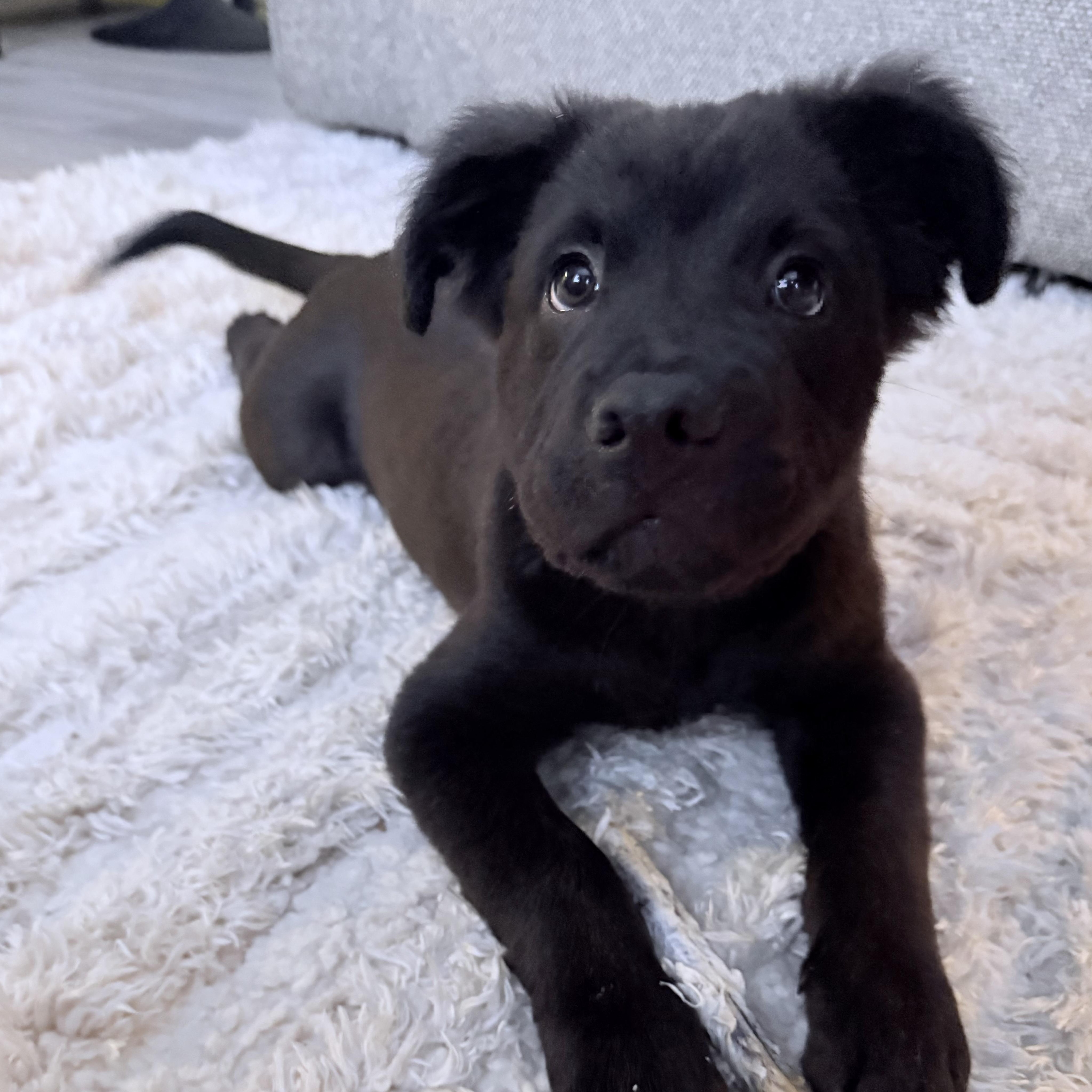 Teddy, a Adopted mixed breed in Park Forest, IL image 3/6