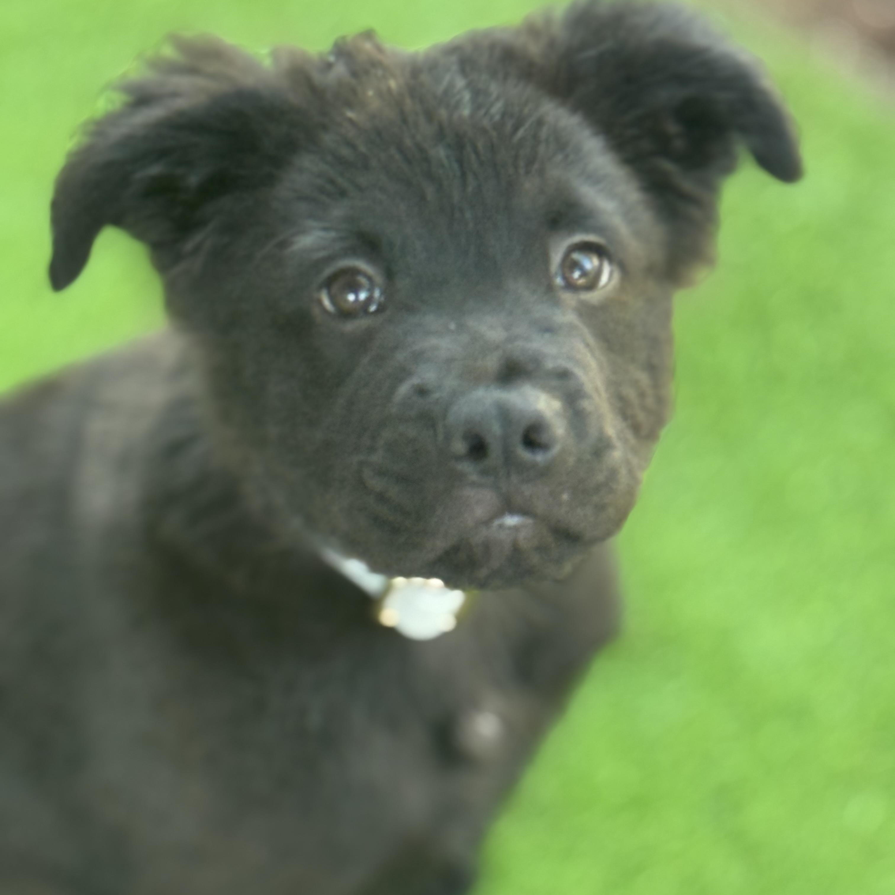 Teddy, Adopted, Puppy Male Labrador Retriever & Black Labrador Retriever.
