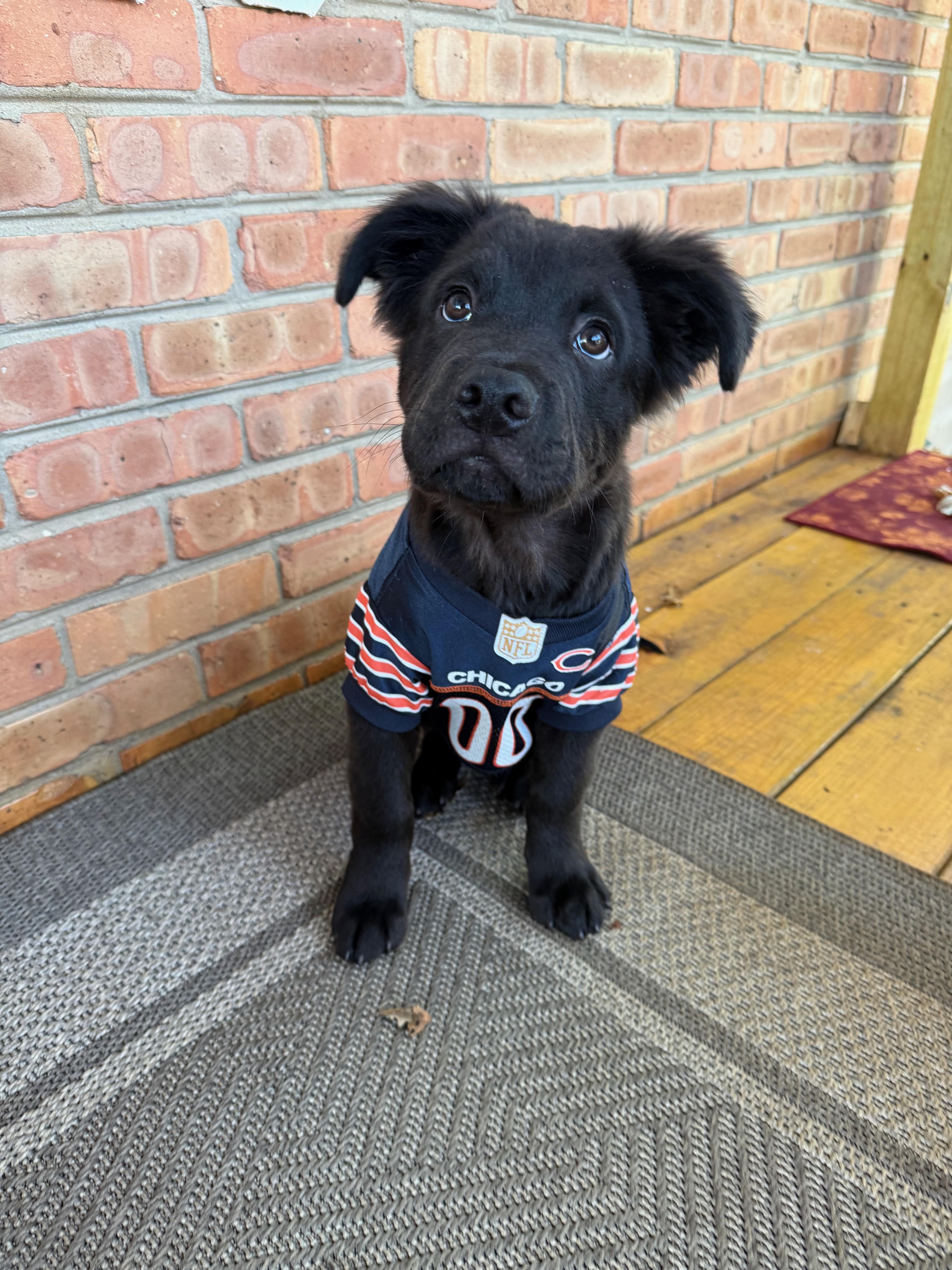 Teddy, a Adopted mixed breed in Park Forest, IL image 4/6
