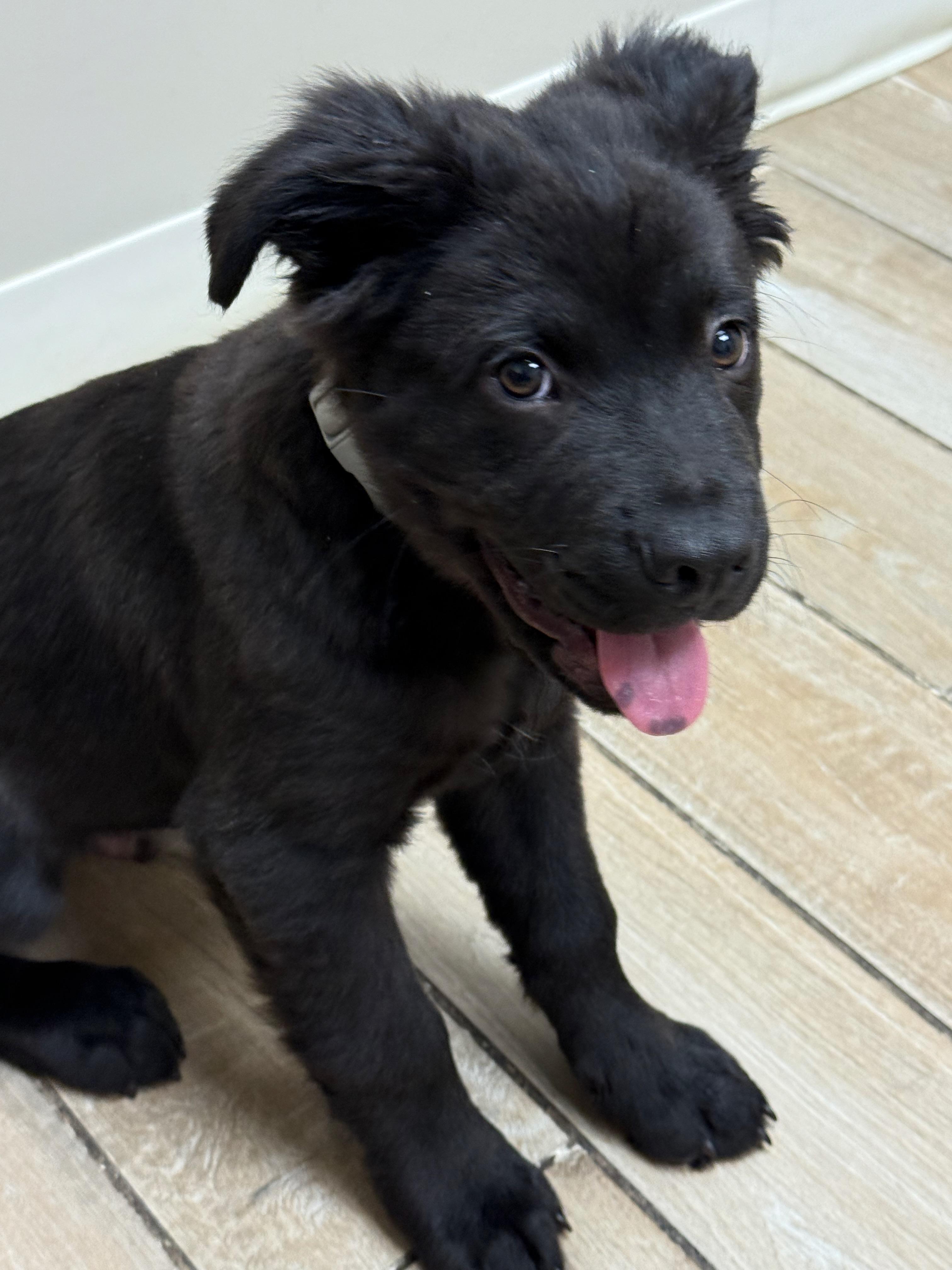 Teddy, a Adopted mixed breed in Park Forest, IL image 5/6