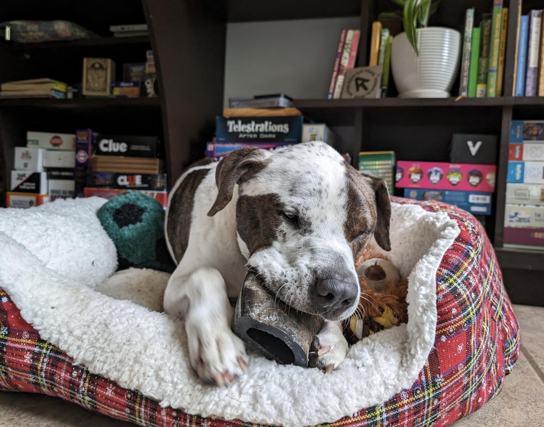 Alvin, a Adoptable Bluetick Coonhound in Austin, TX image 1/5