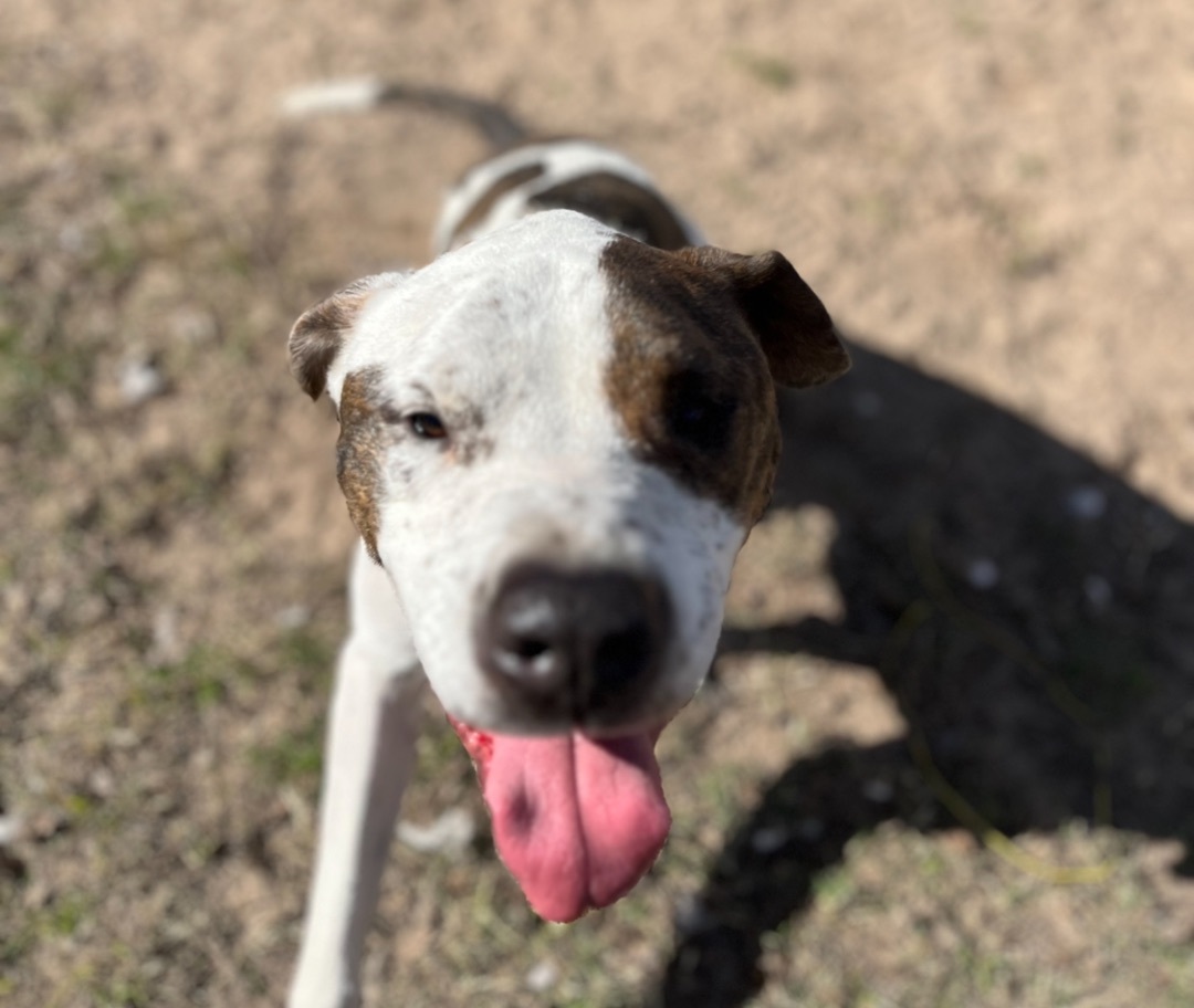 Alvin, a Adoptable Bluetick Coonhound in Austin, TX image 2/5