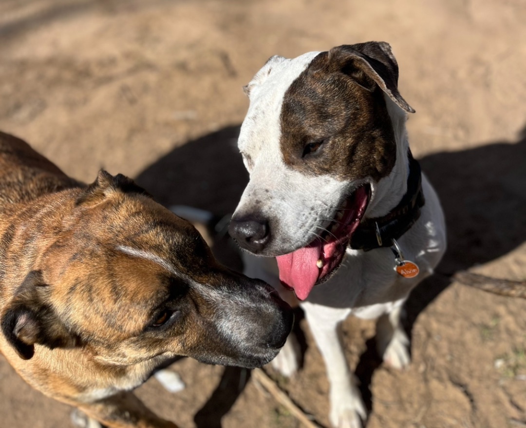 Alvin, a Adoptable Bluetick Coonhound in Austin, TX image 3/5
