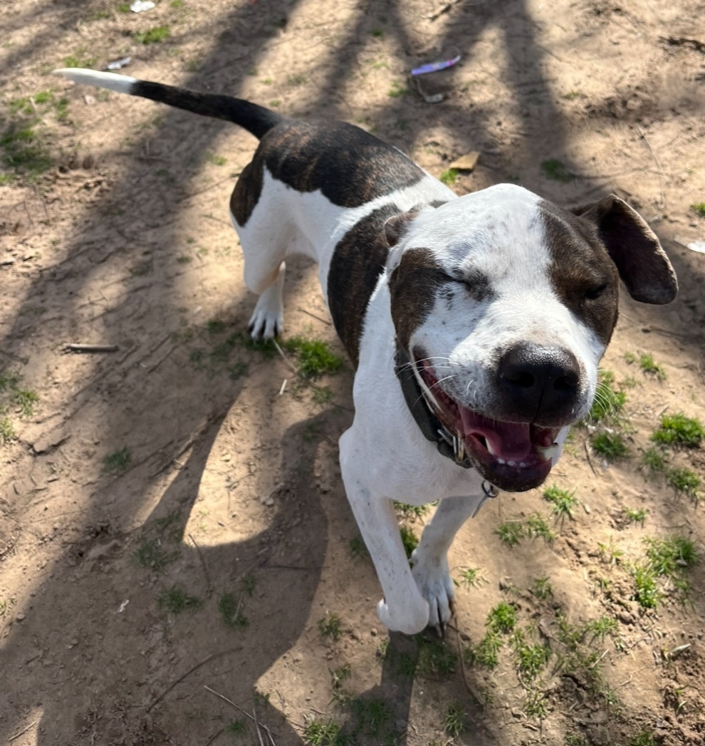 Alvin, a Adoptable Bluetick Coonhound in Austin, TX image 5/5