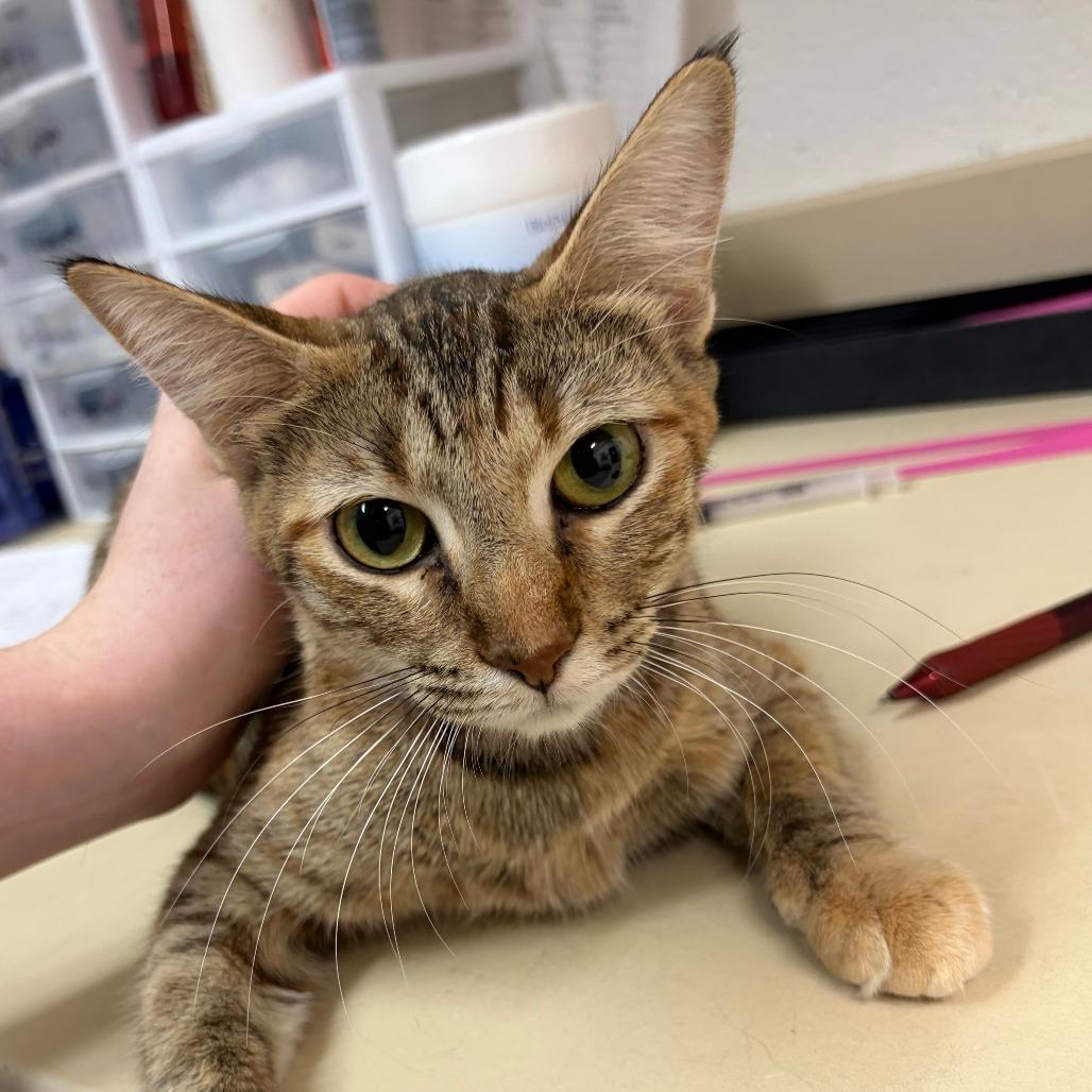 Erin, Adoptable, Young Female Domestic Short Hair.