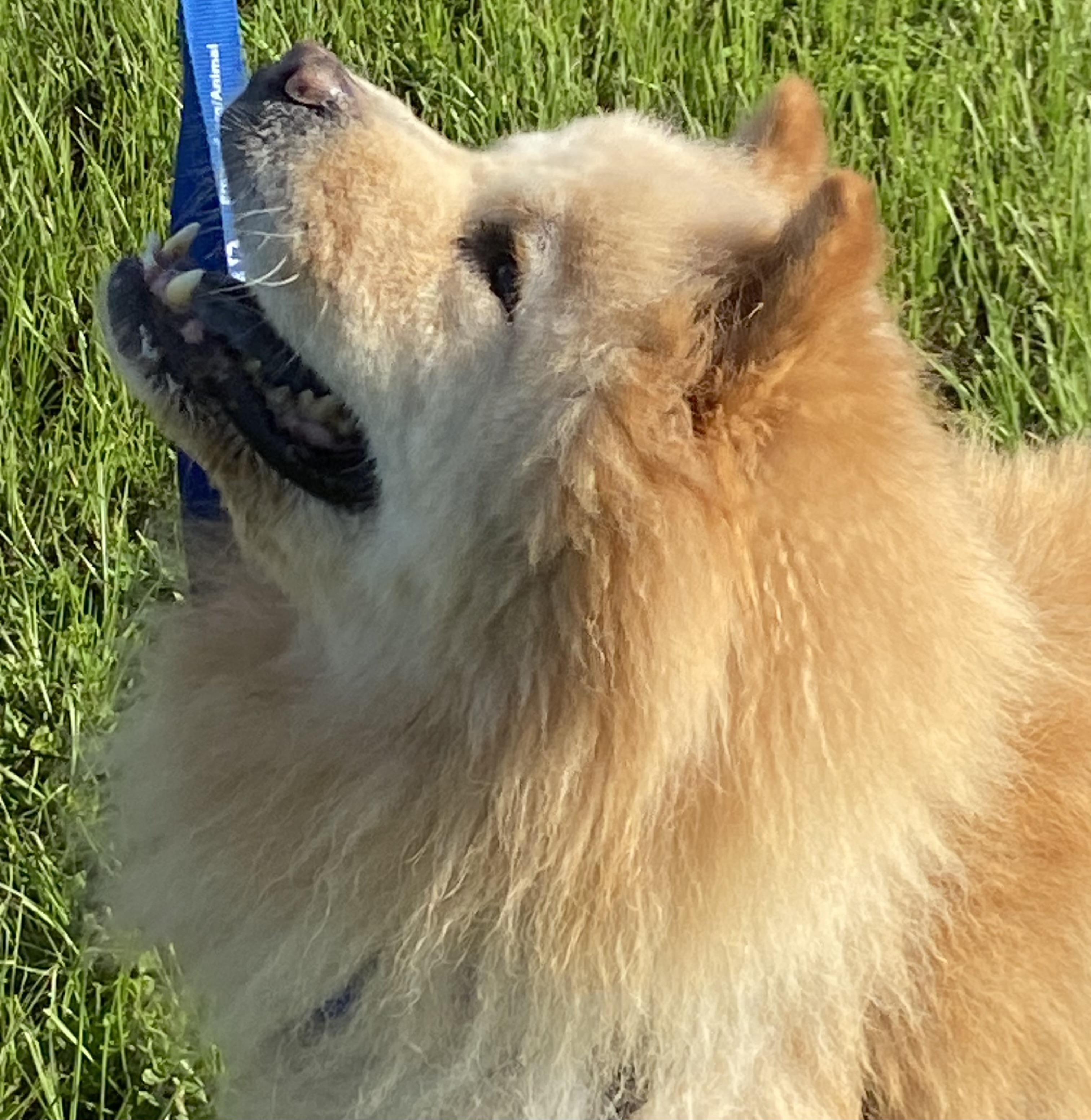 BARKLEY (MA), a Adoptable Chow Chow in Southbridge , MA image 2/6